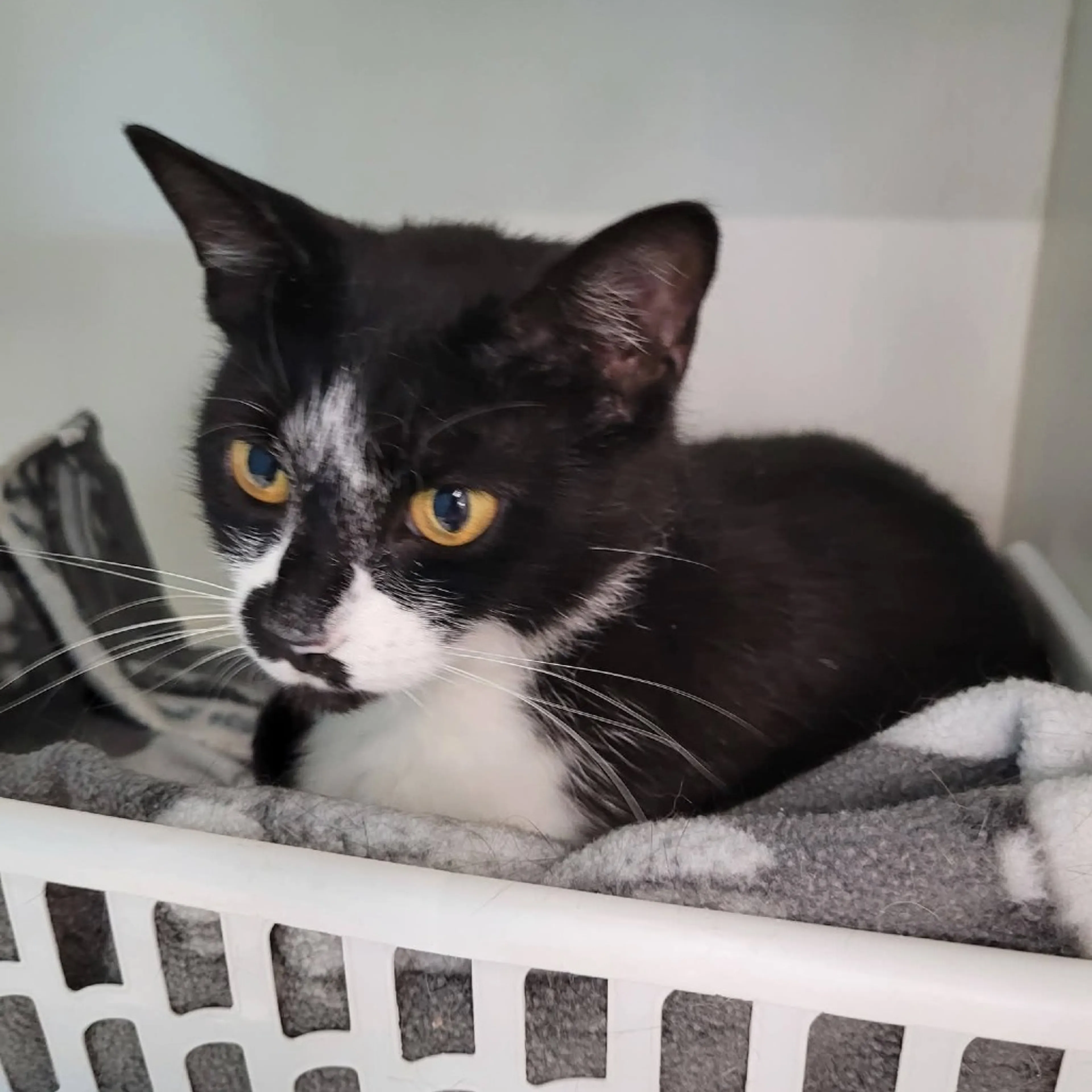 Found pet-1