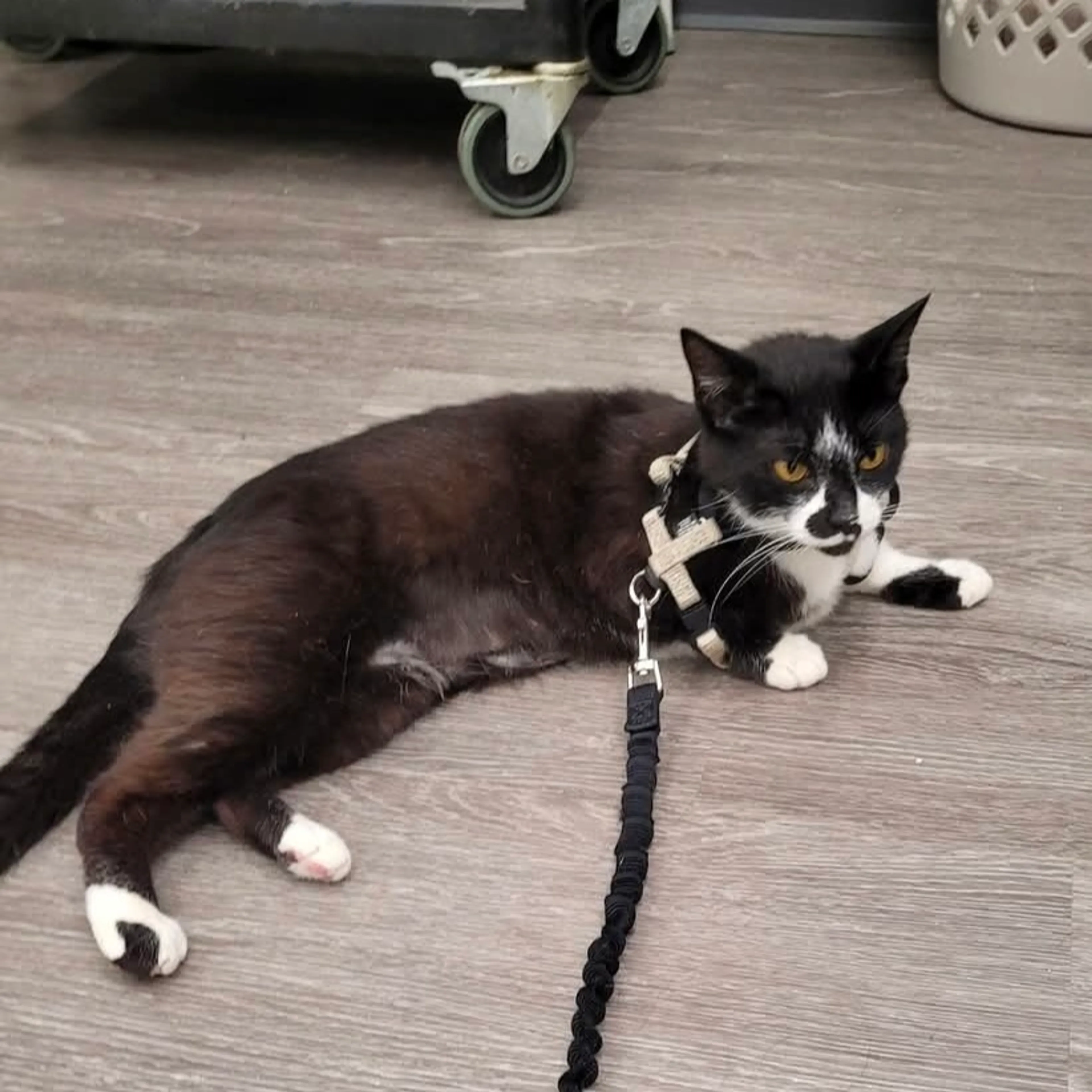 Found pet-2