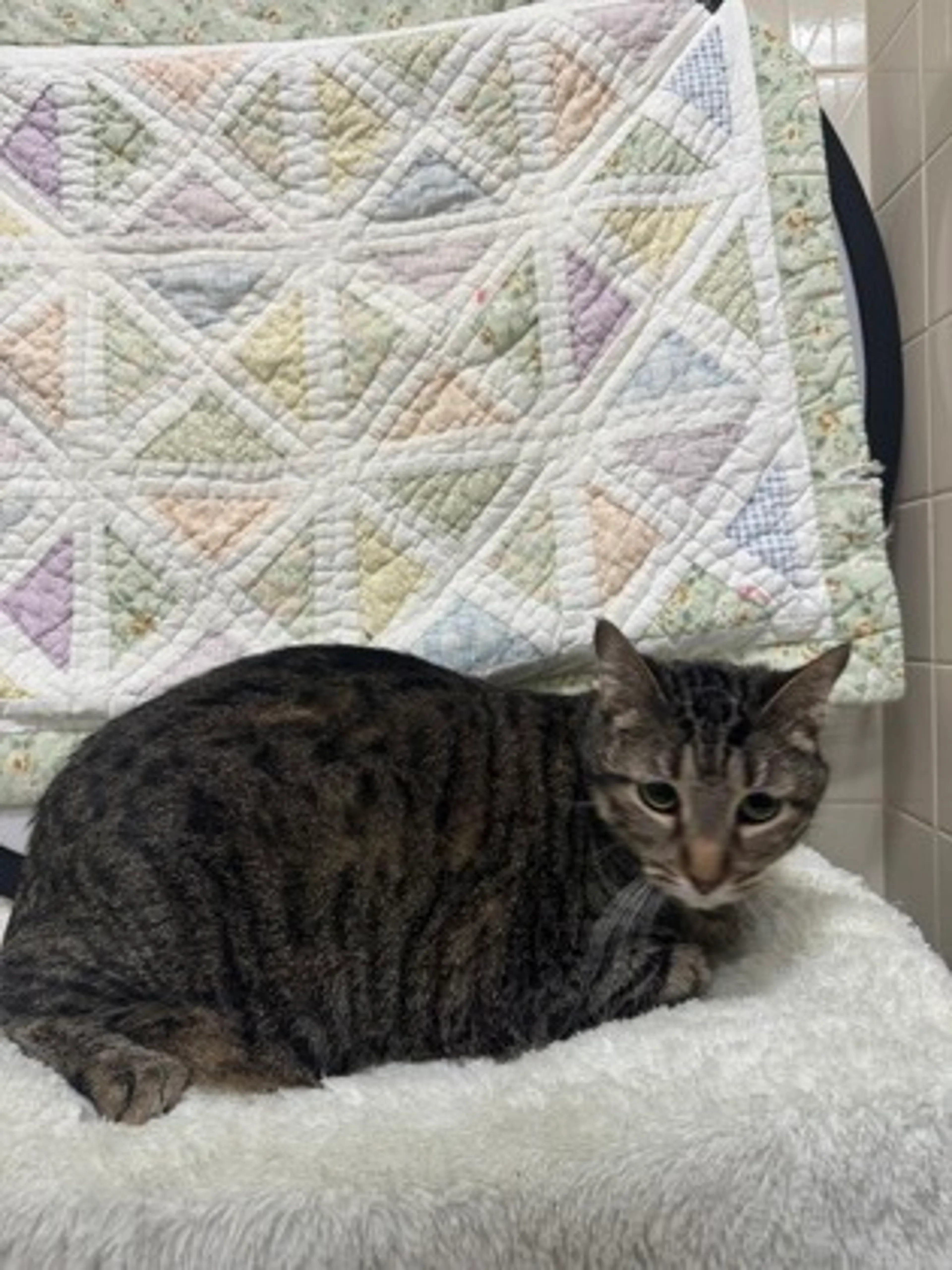 Found pet-1