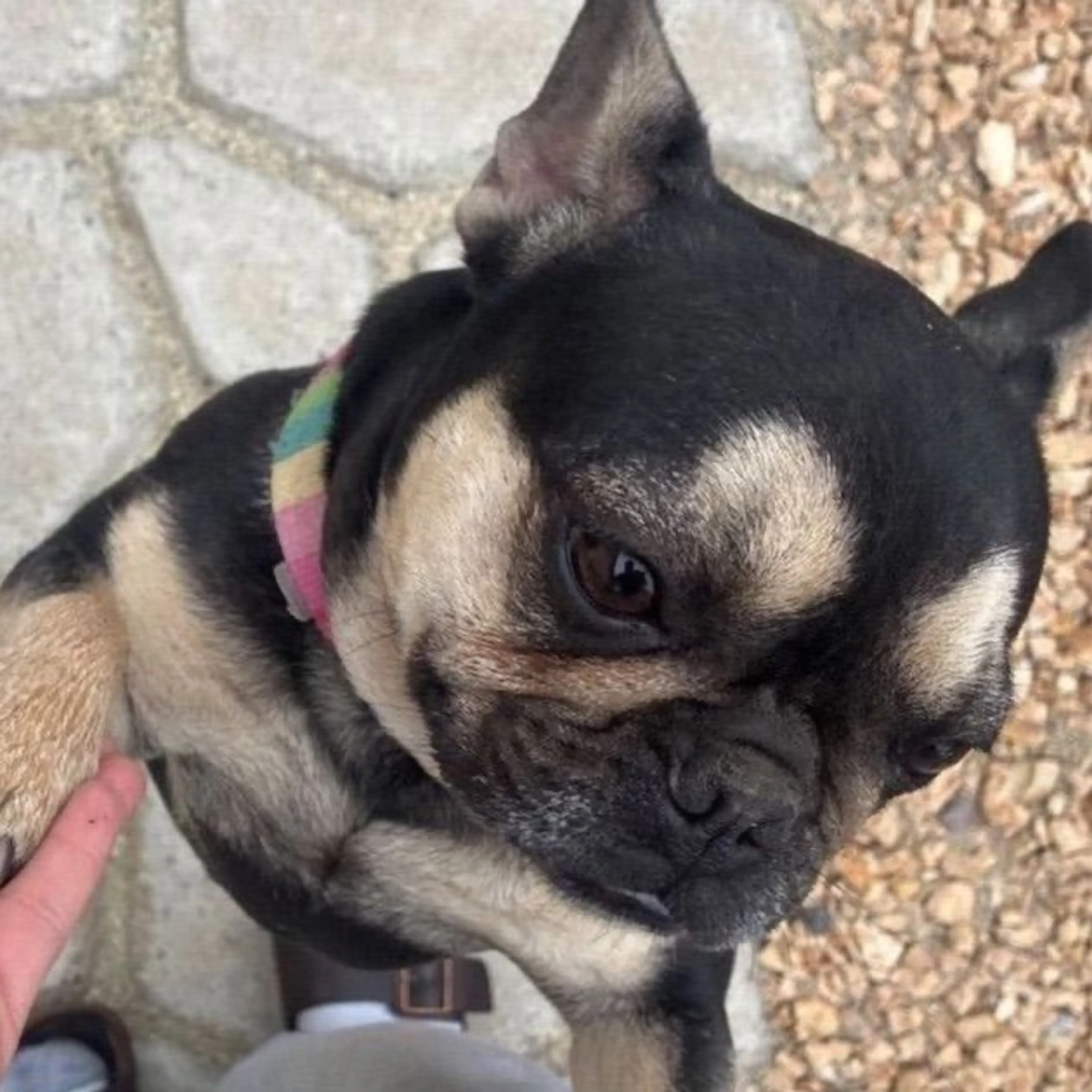 Found pet
