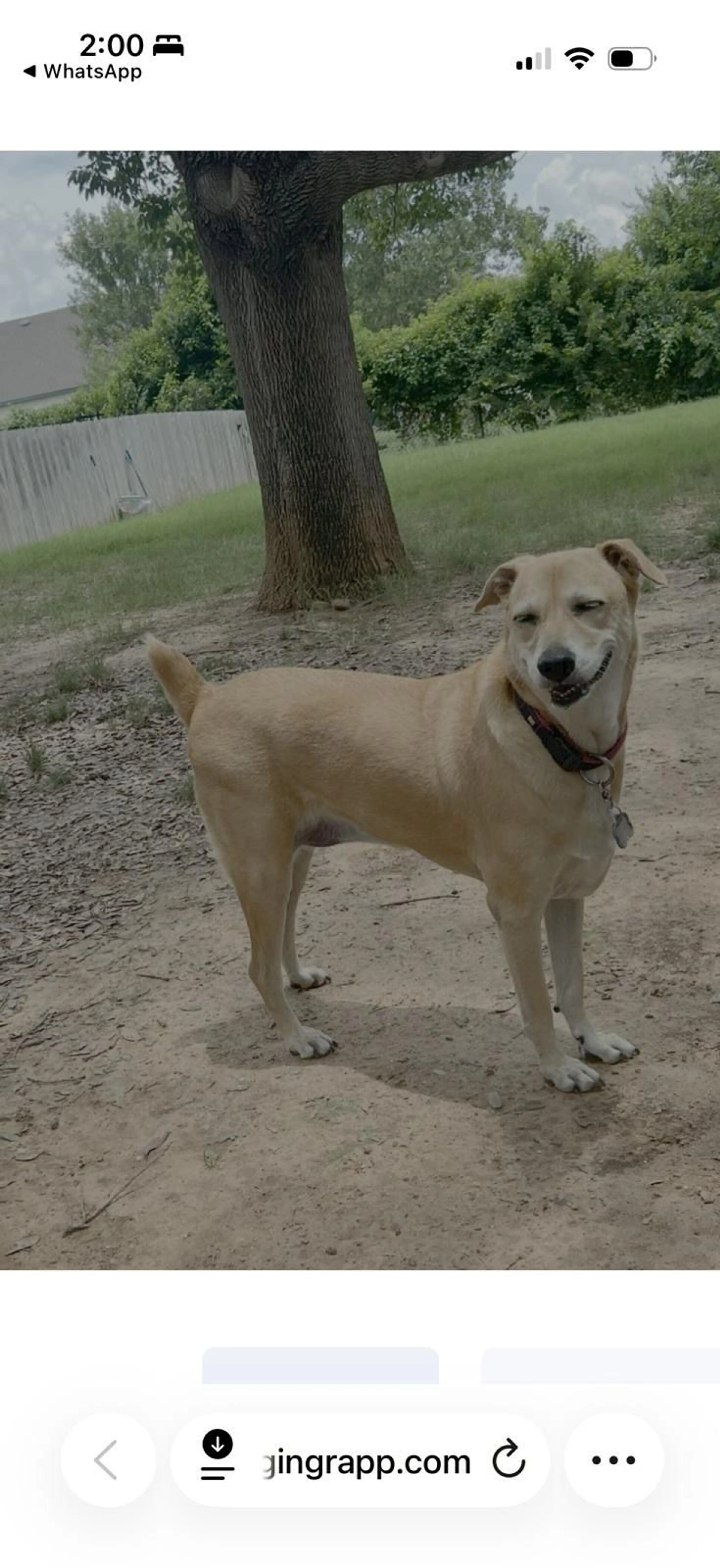 Lost pet