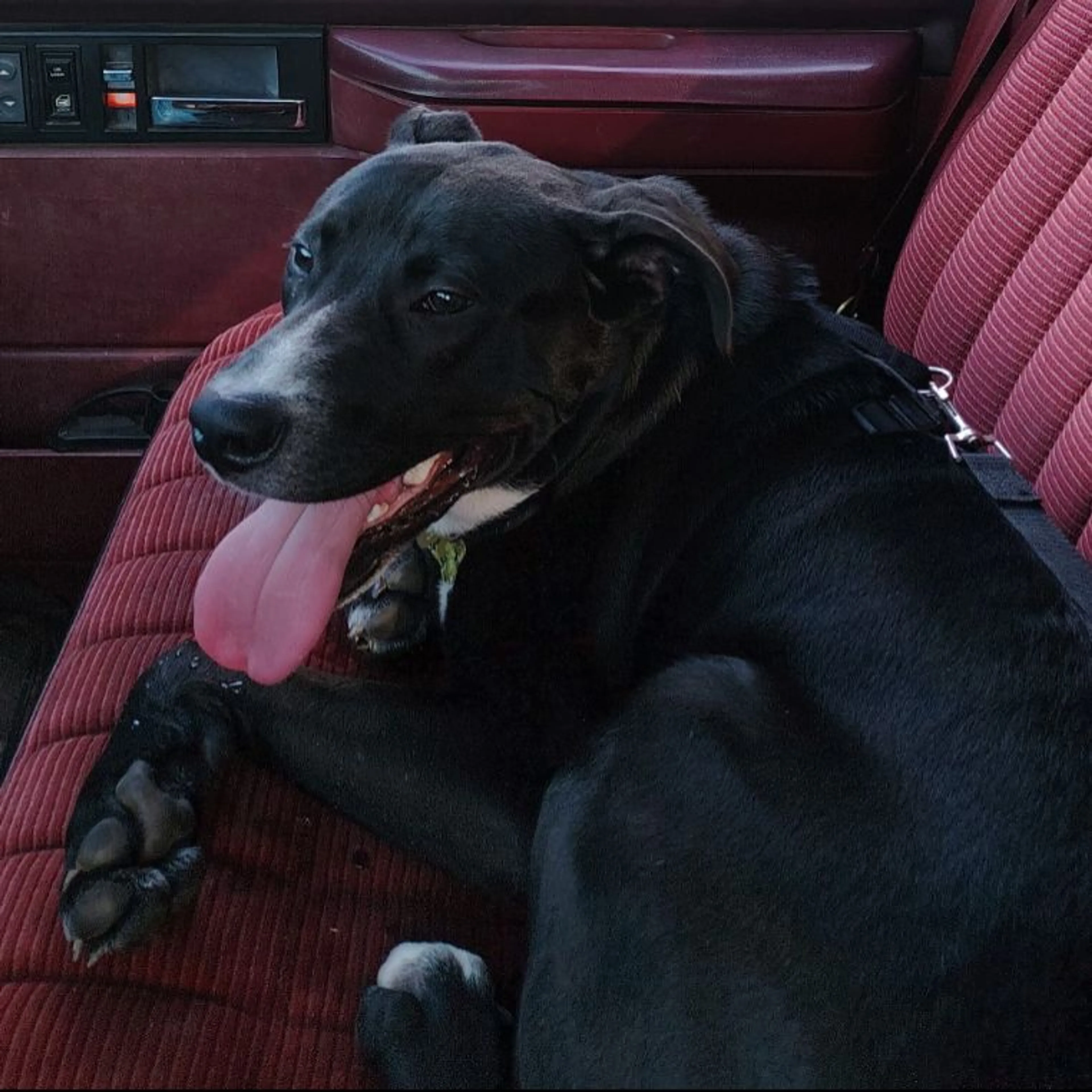 Lost pet-0