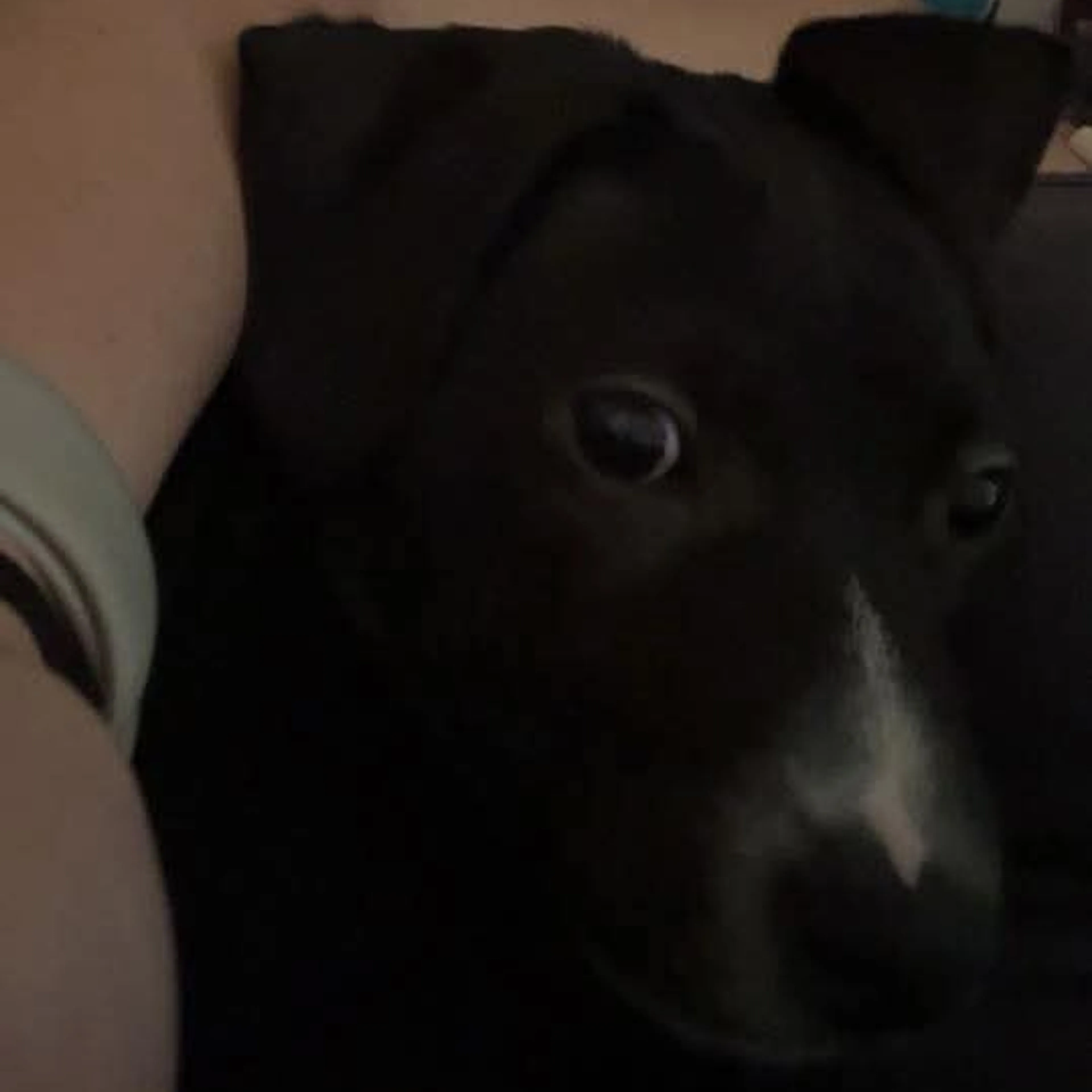 Lost pet-2