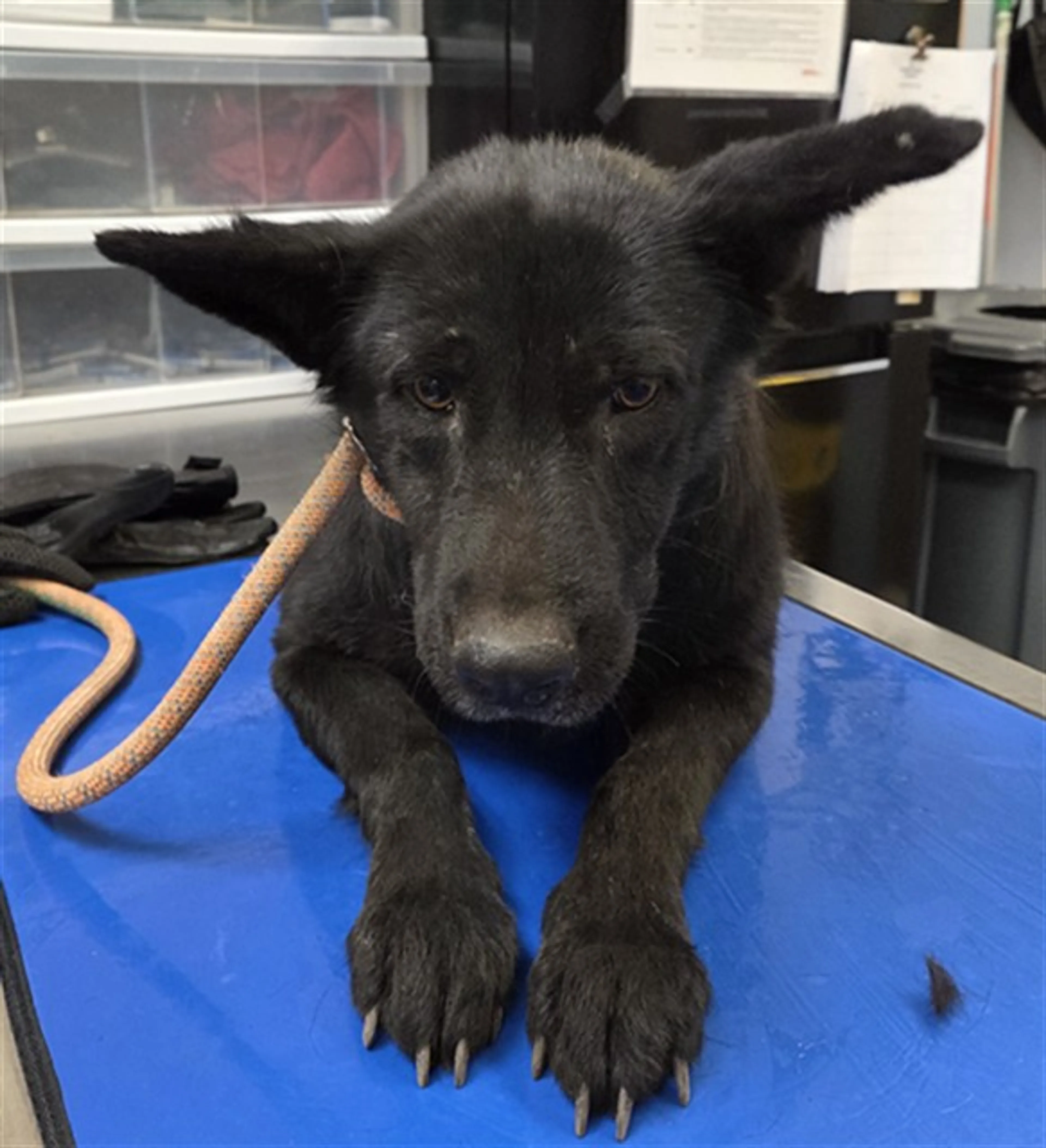 Found pet