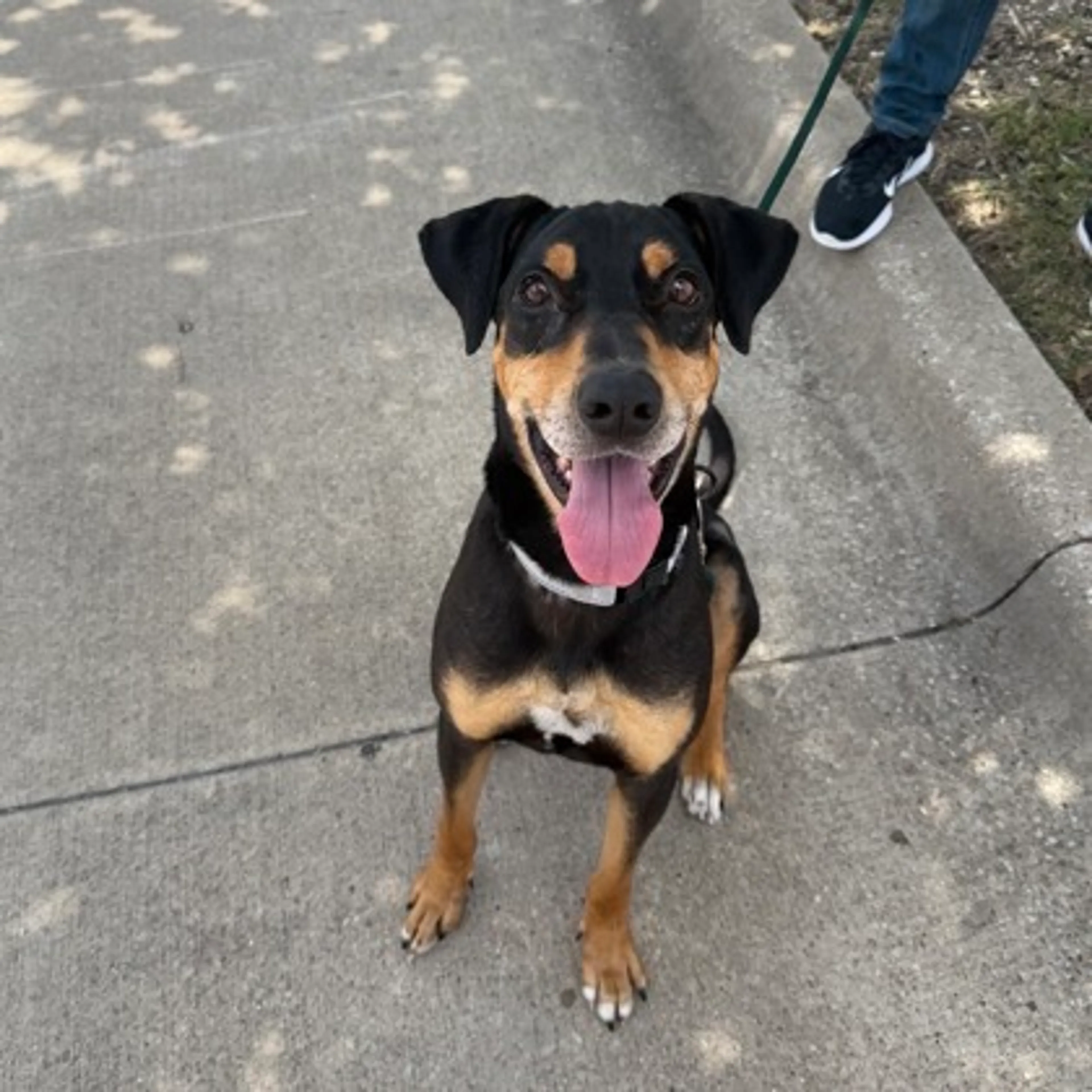 Found pet-2