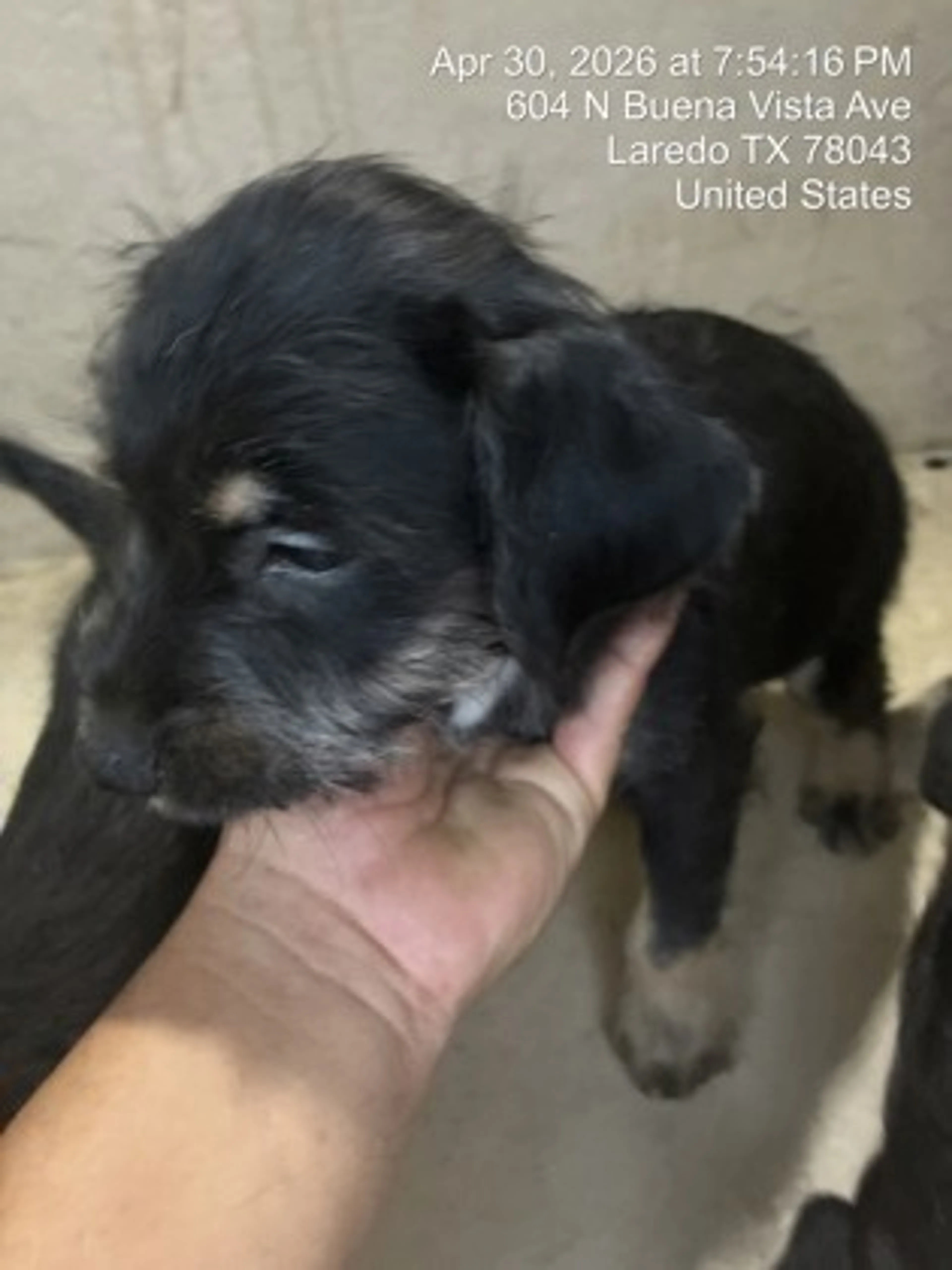Found pet