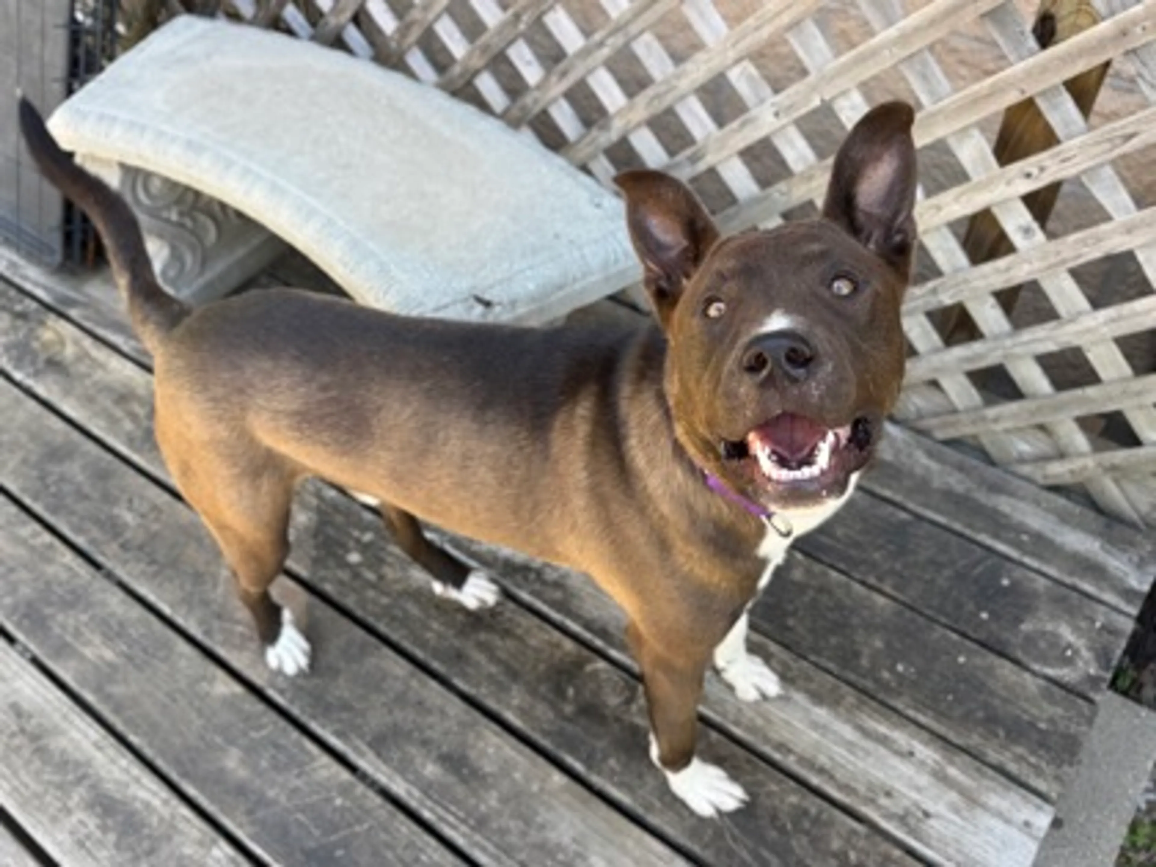 Found pet-1