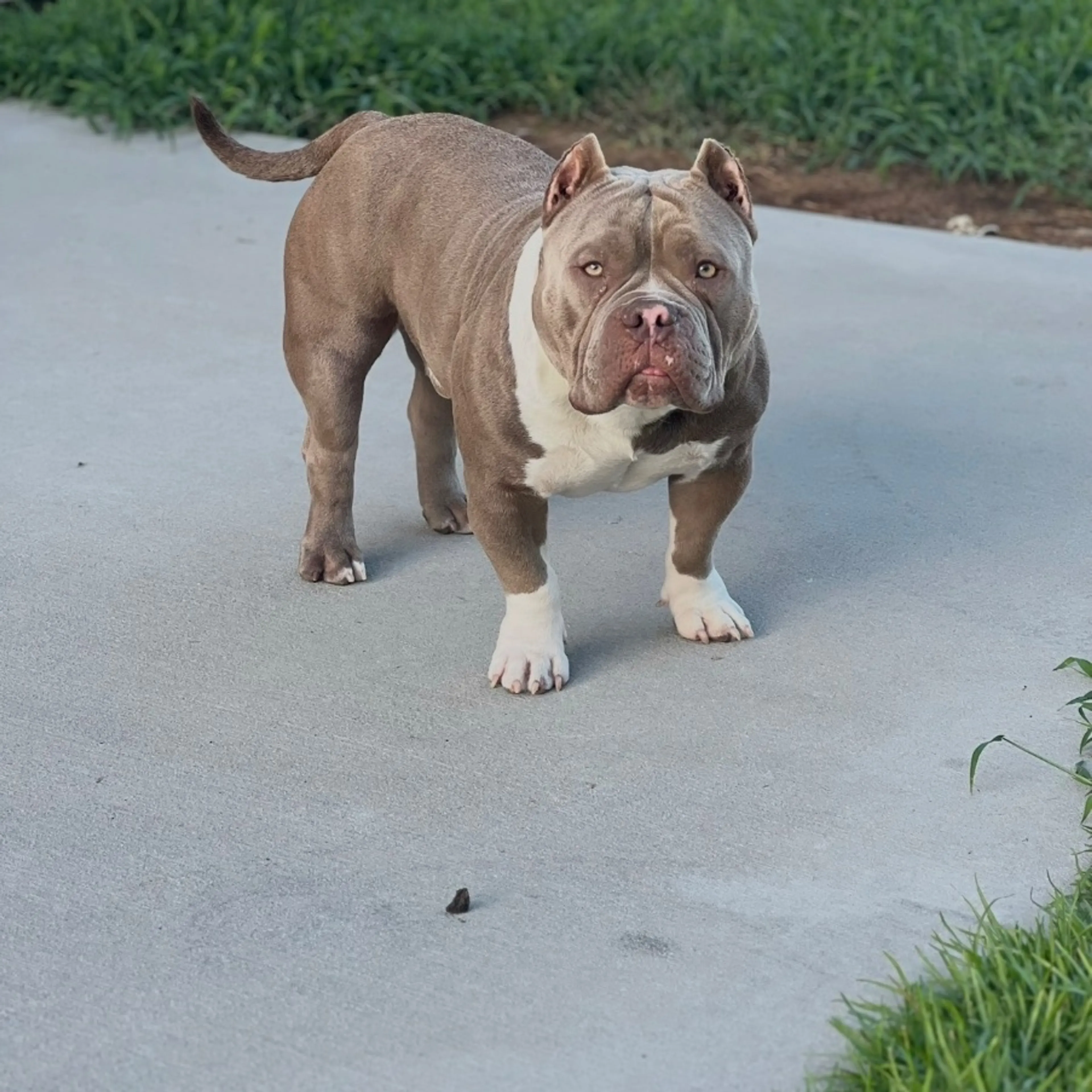 Lost pet-0