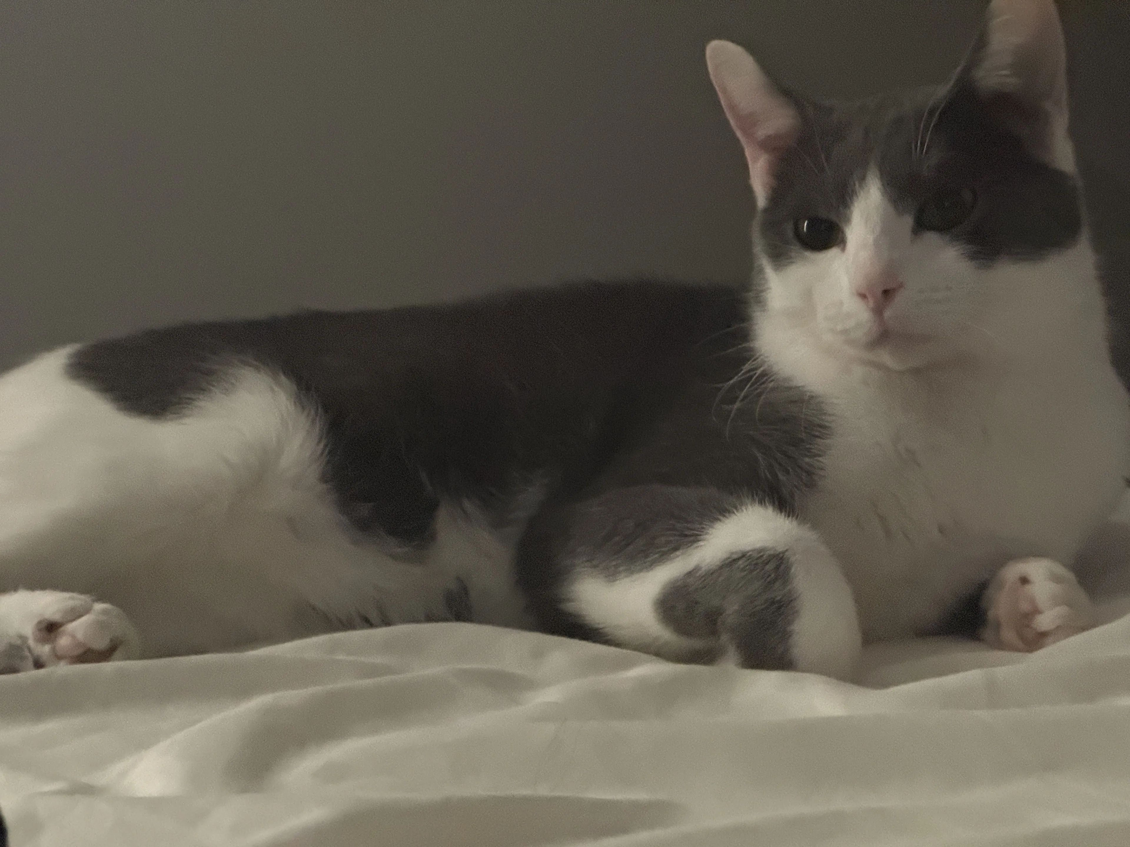 Lost pet-1