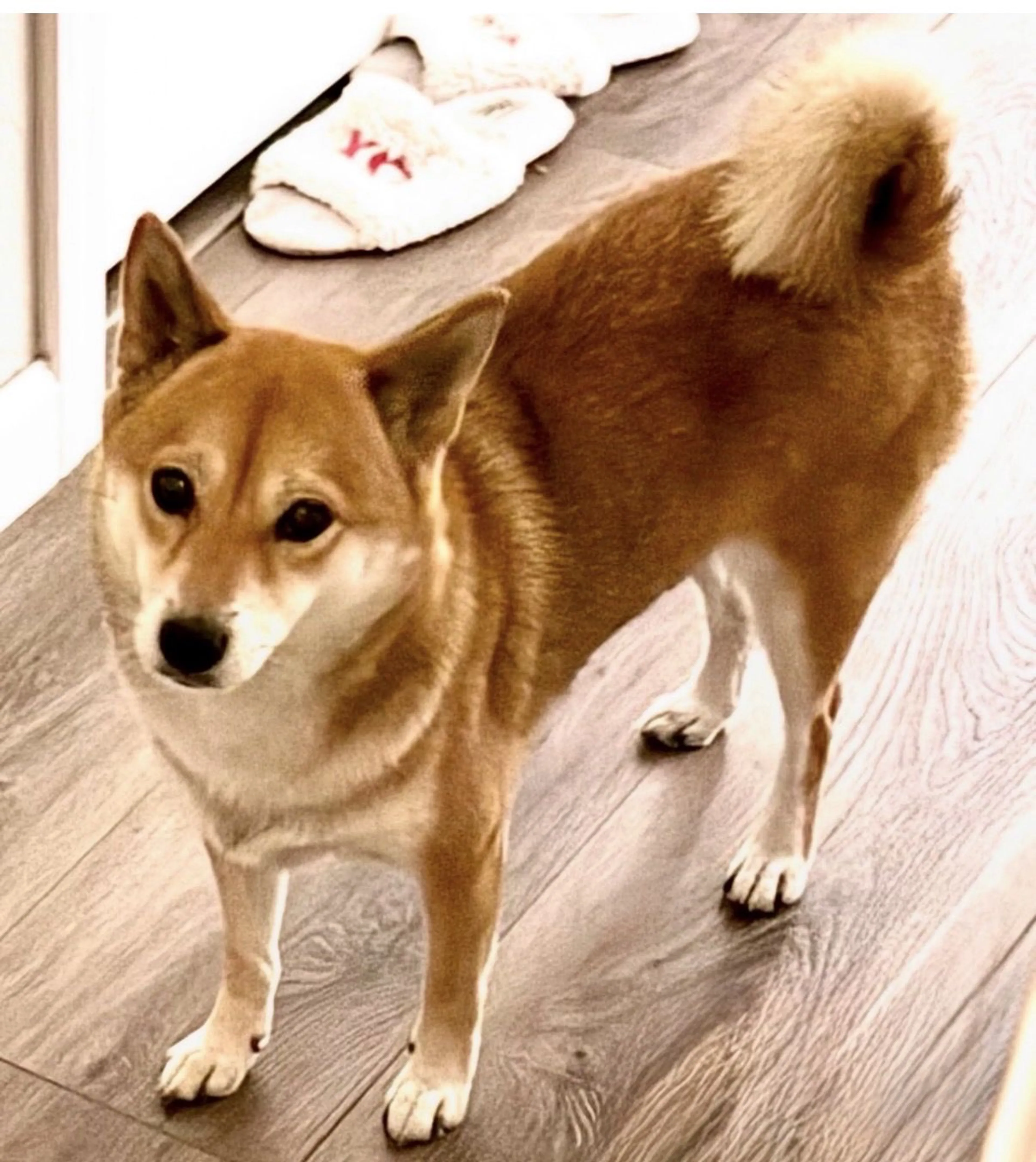 Lost pet-1
