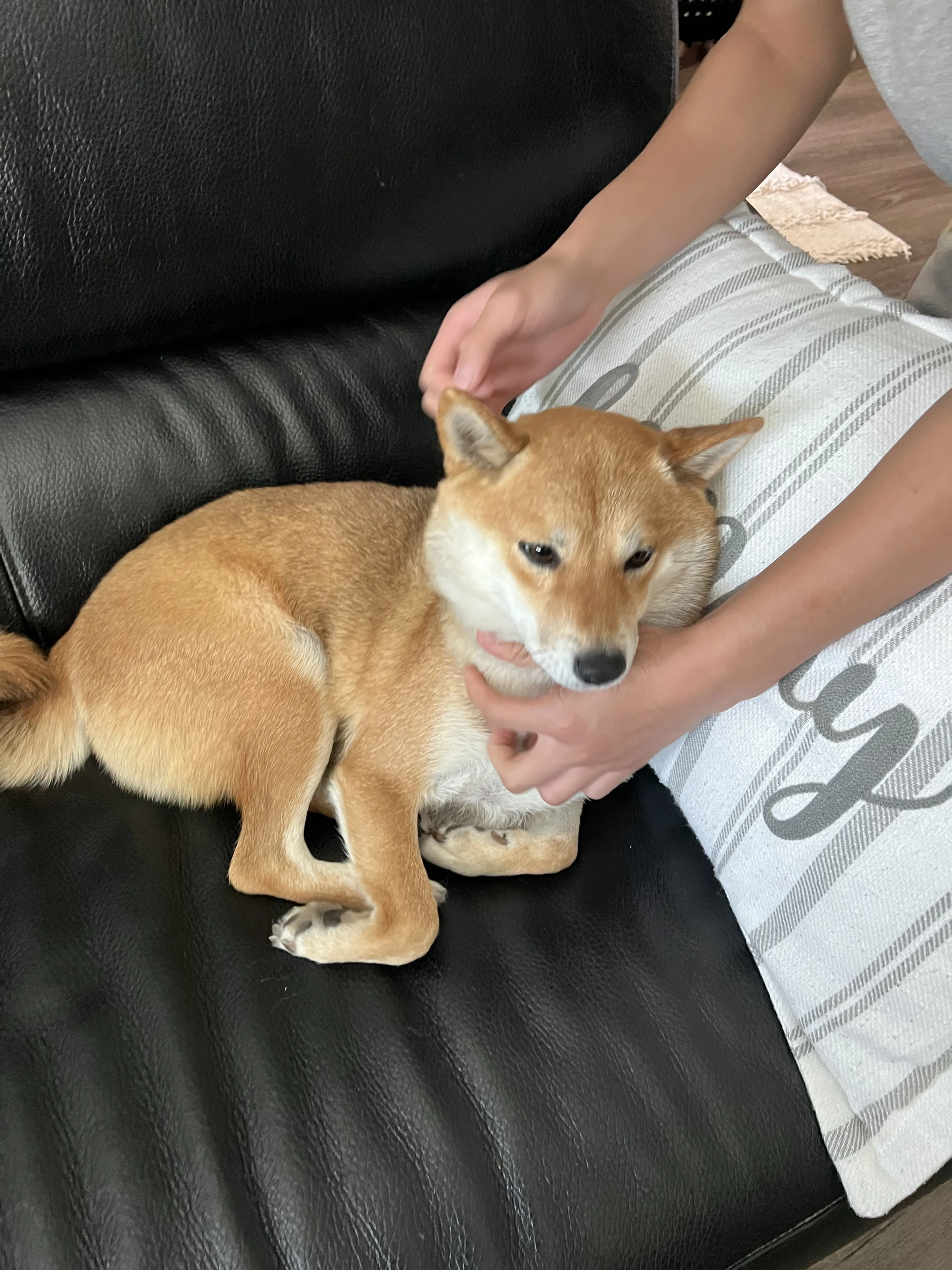 Lost pet-0