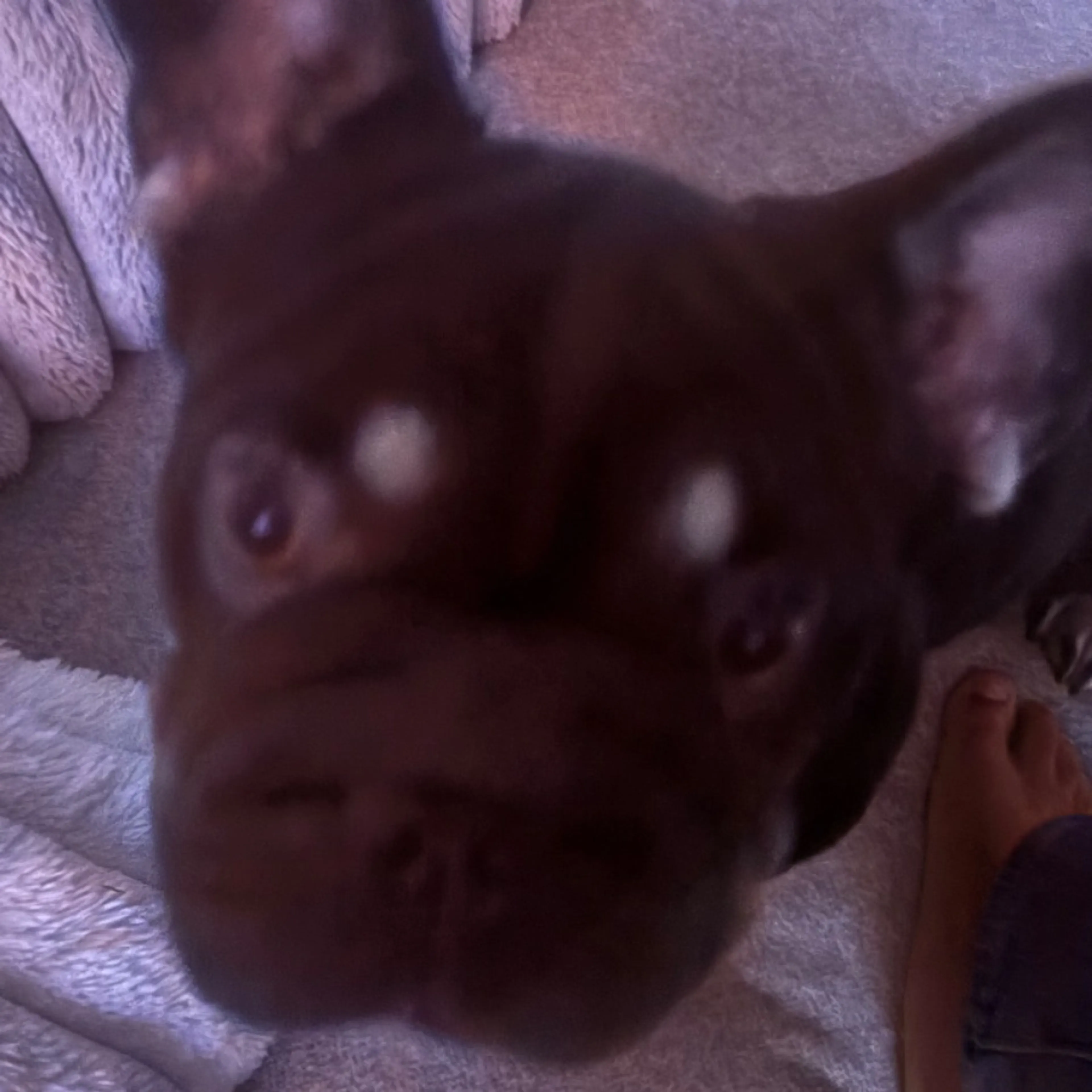 Lost pet