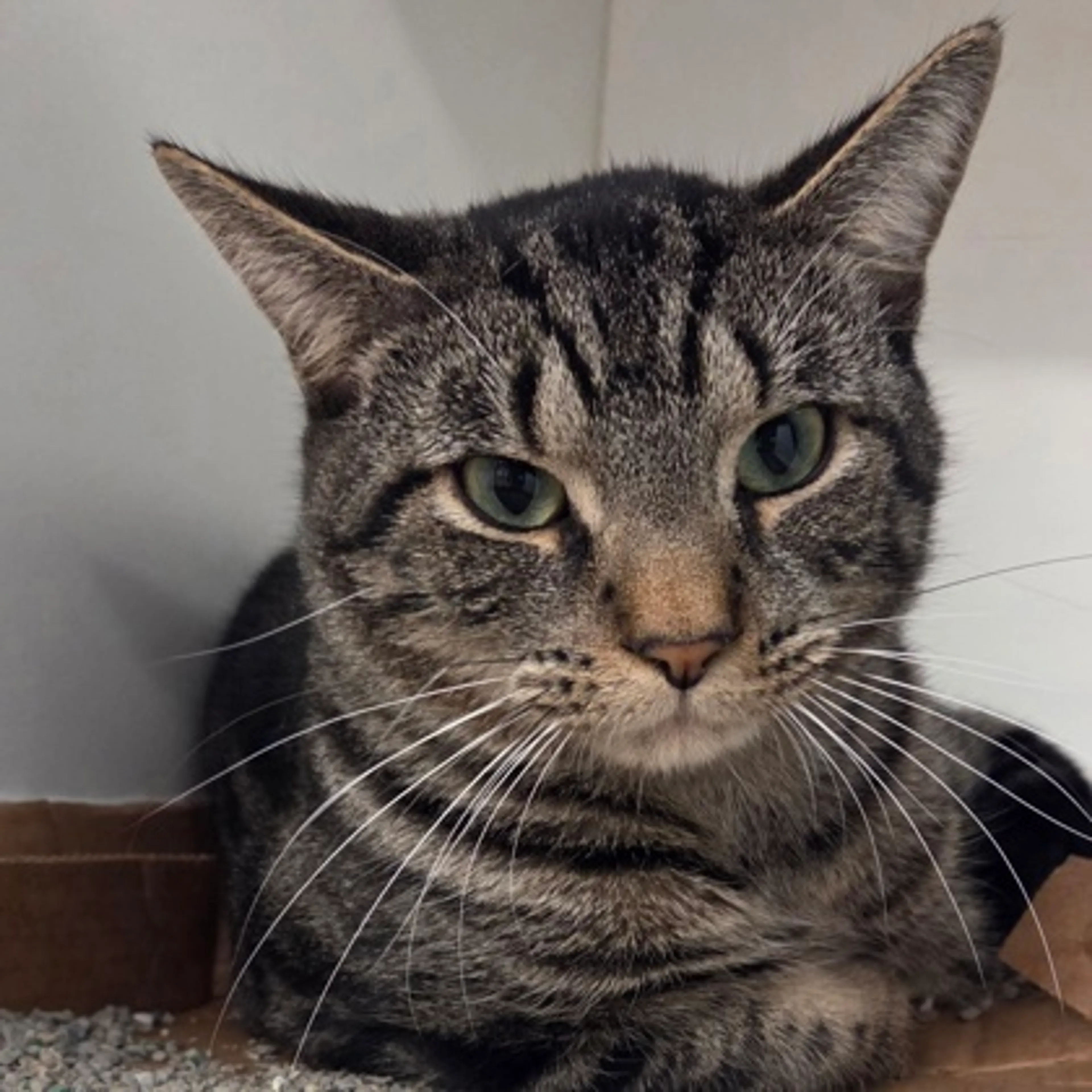 Found pet-1