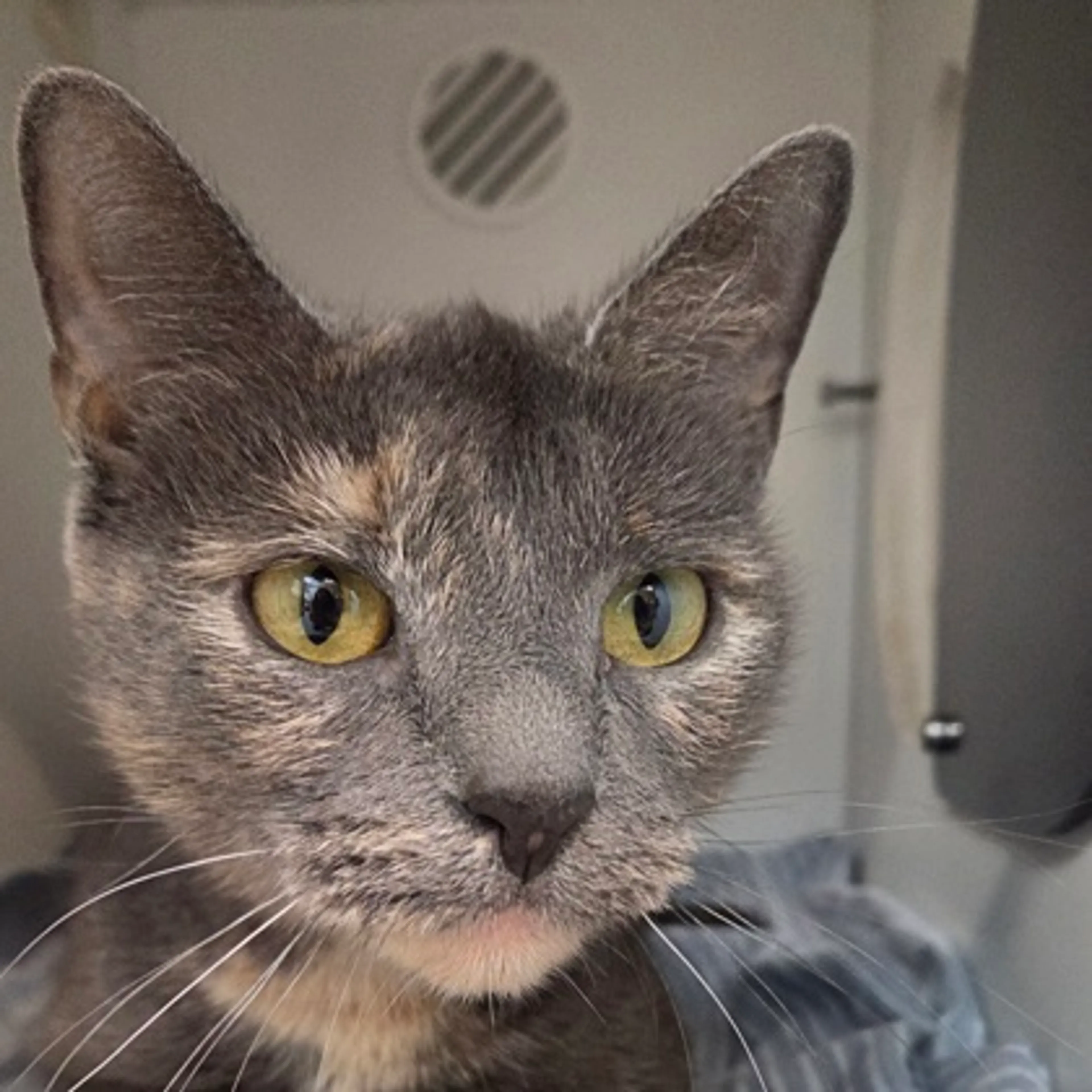 Found pet-1