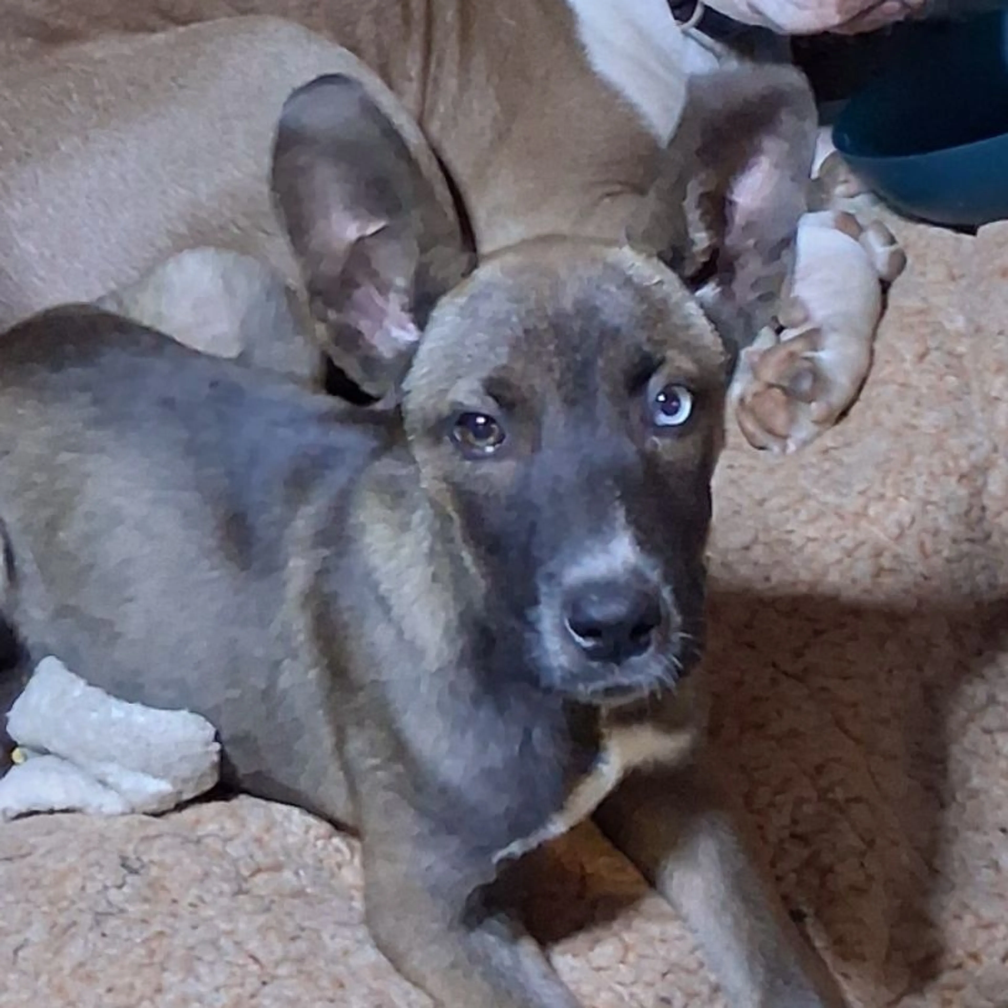 Lost pet