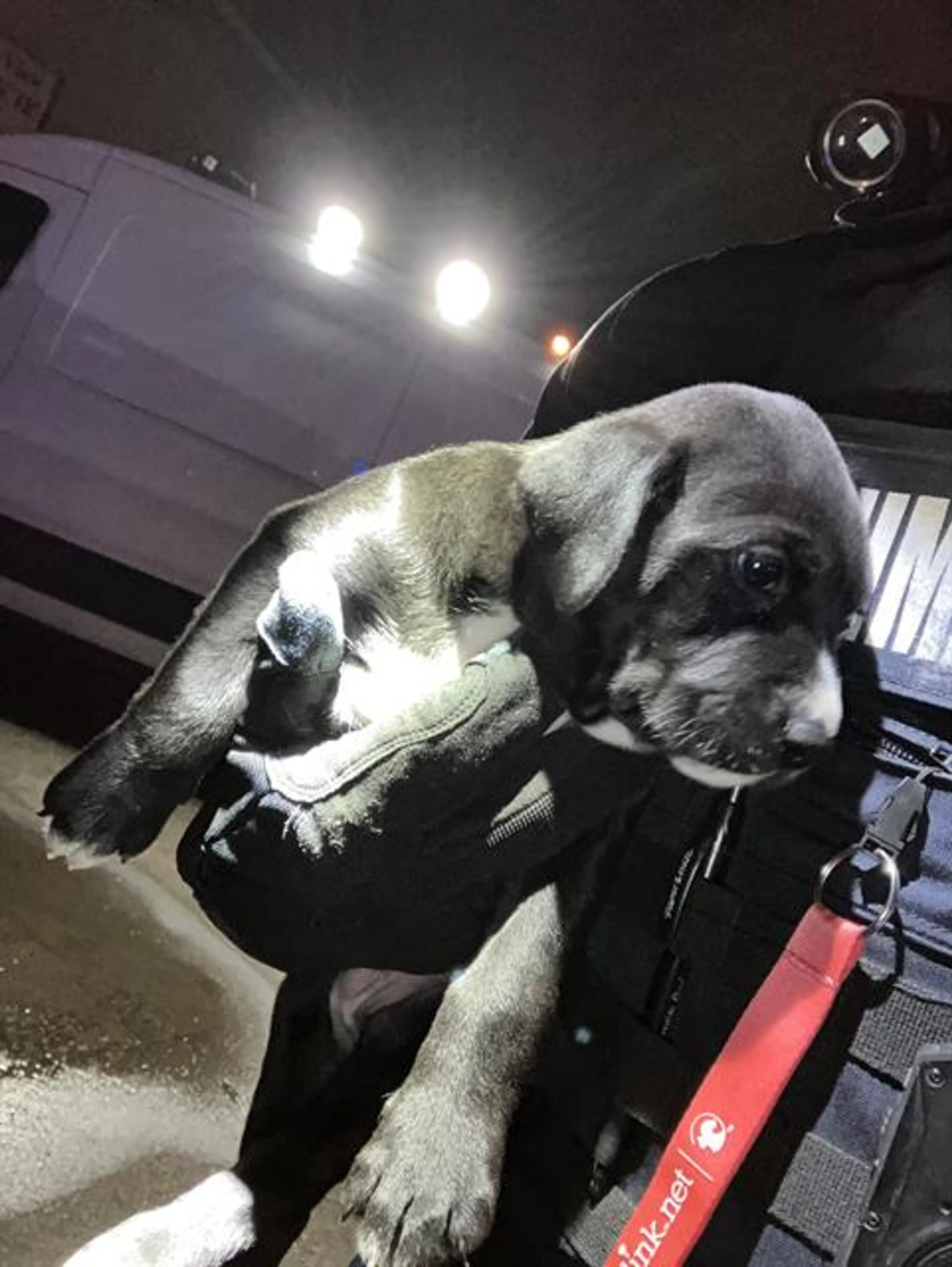 Found pet