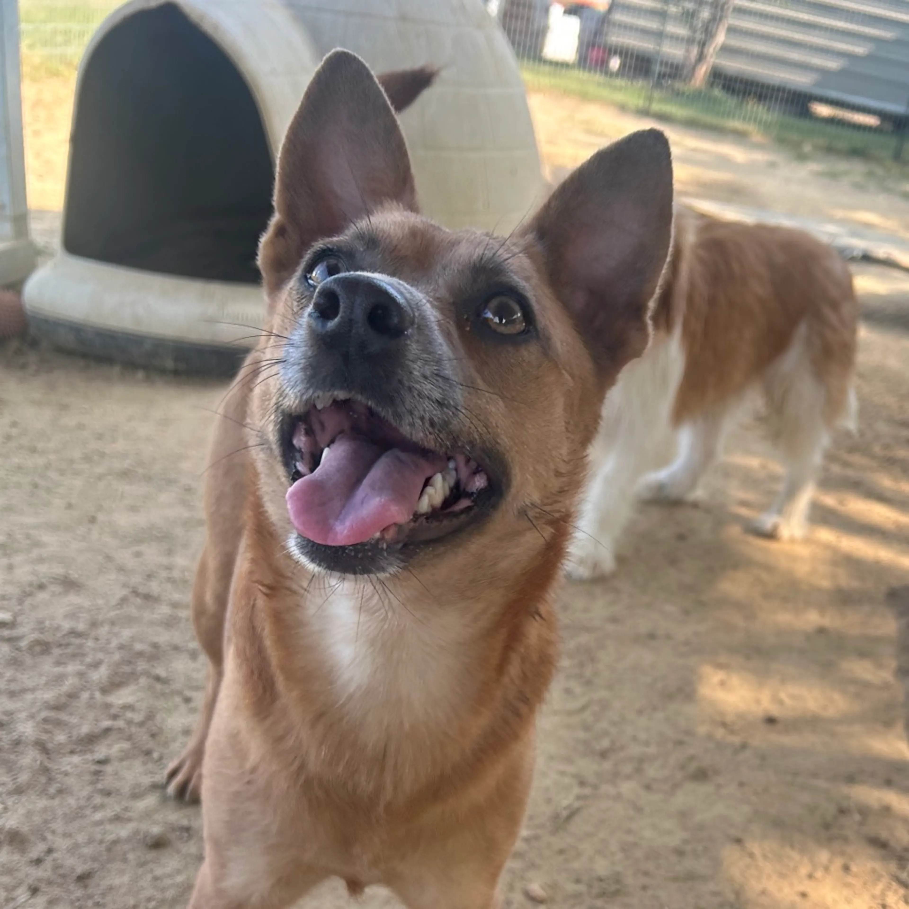 Found pet-2