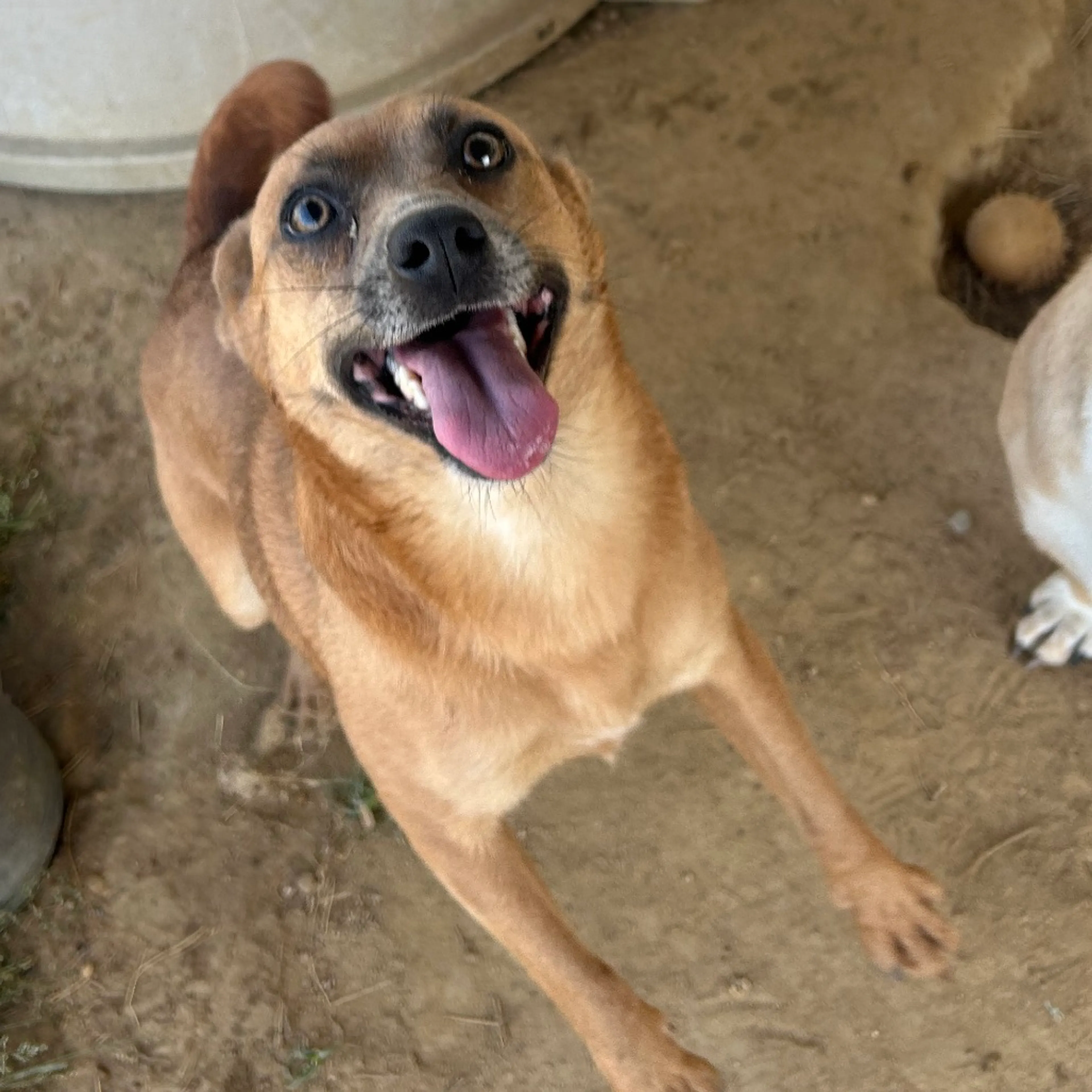 Found pet-4