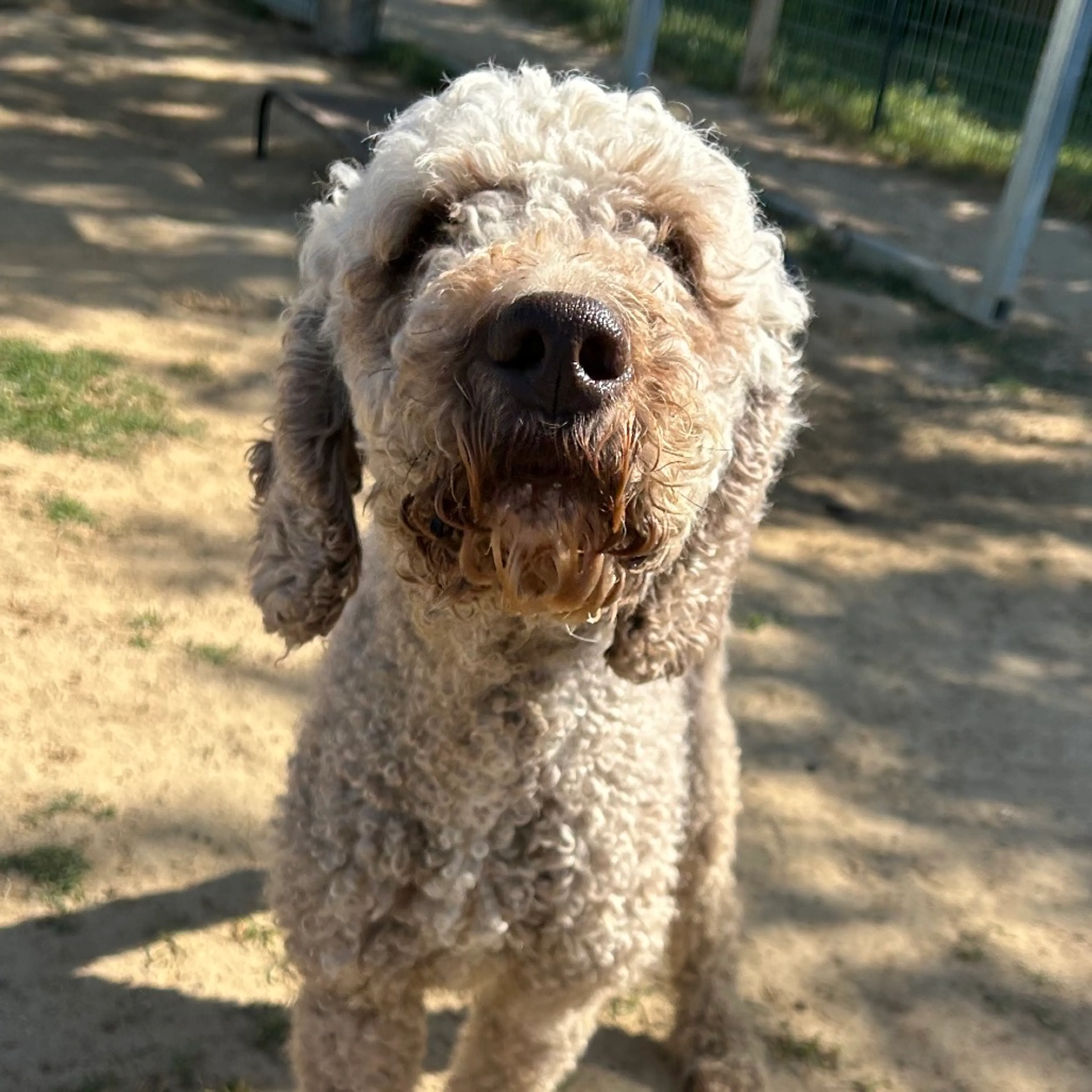 Found pet-1