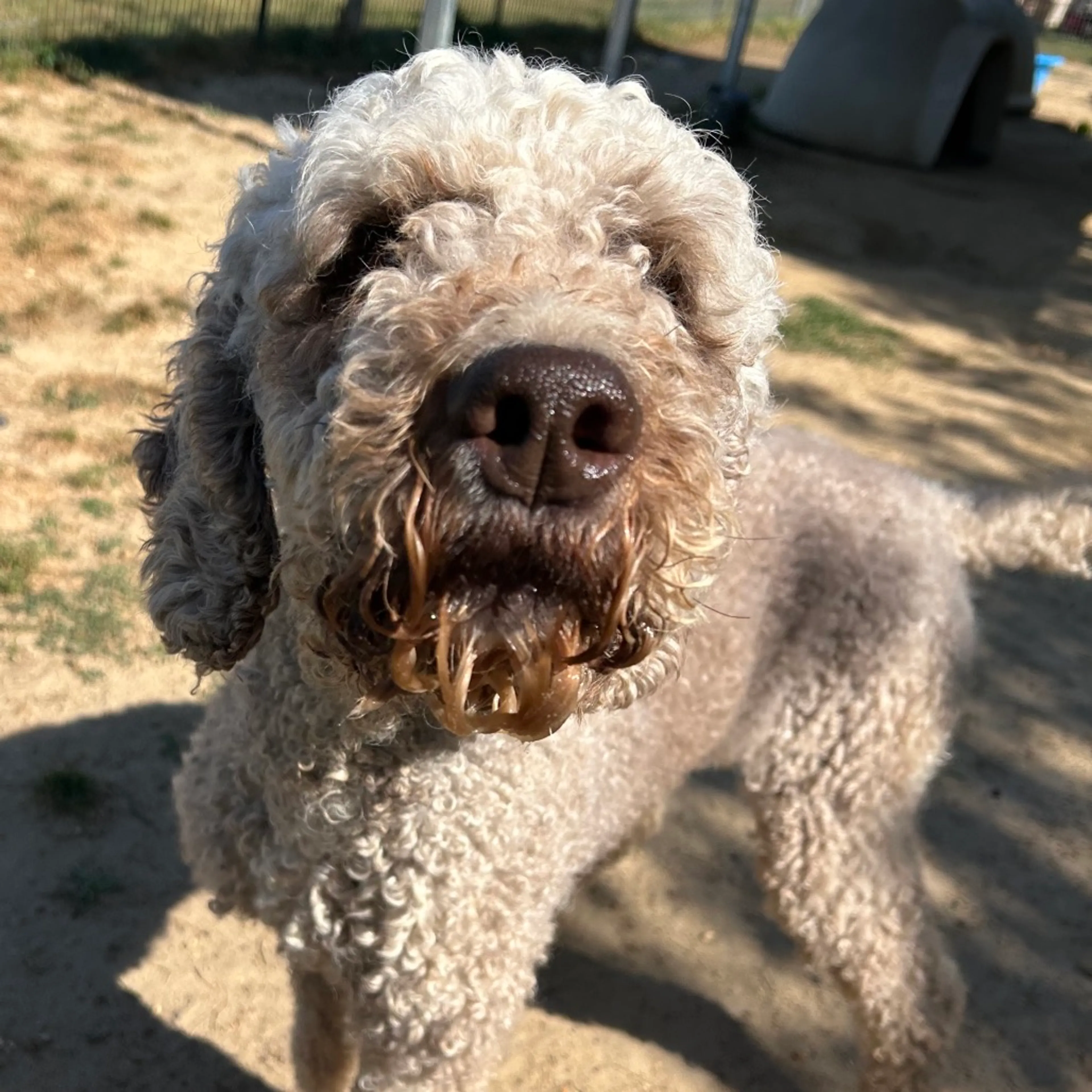 Found pet-3