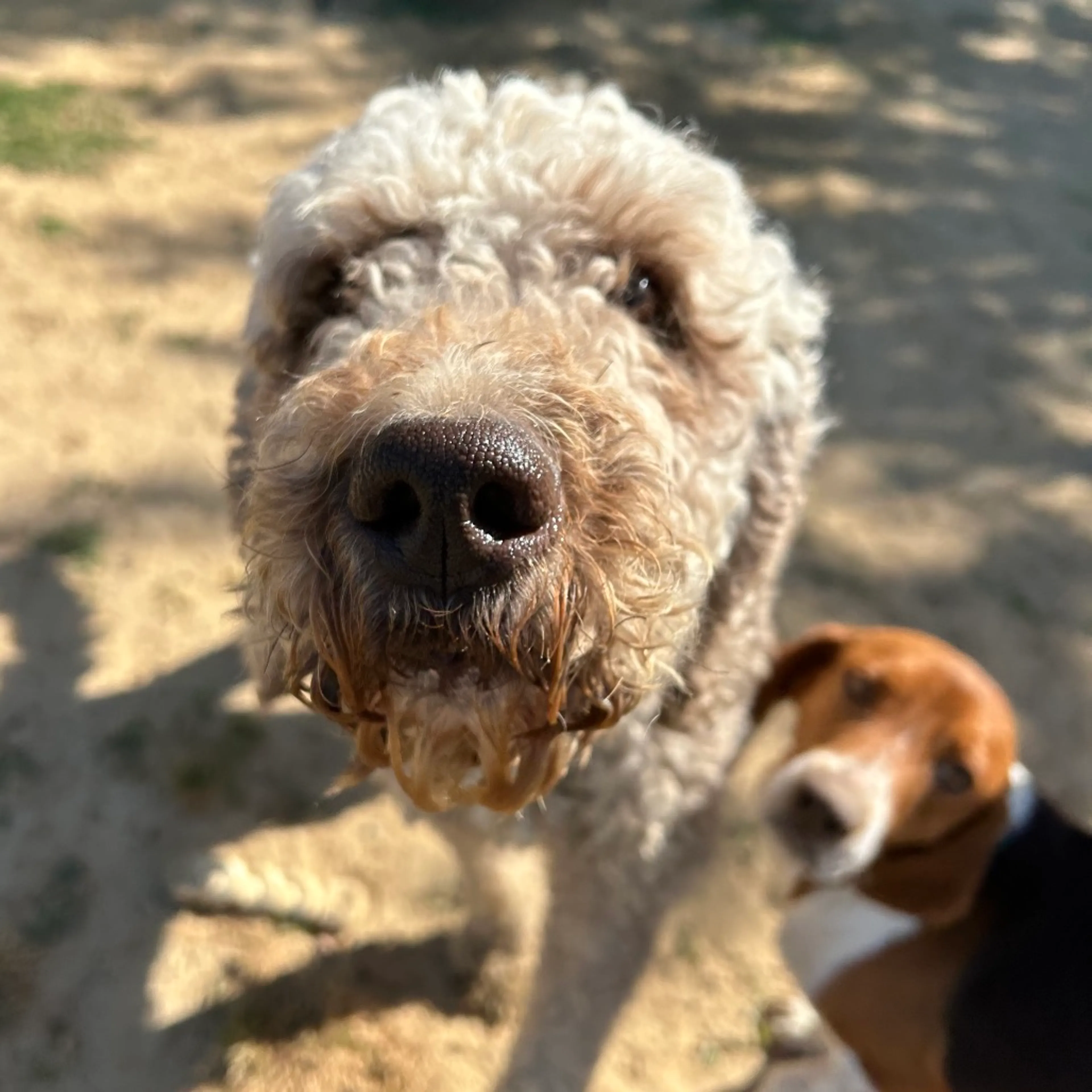 Found pet-2
