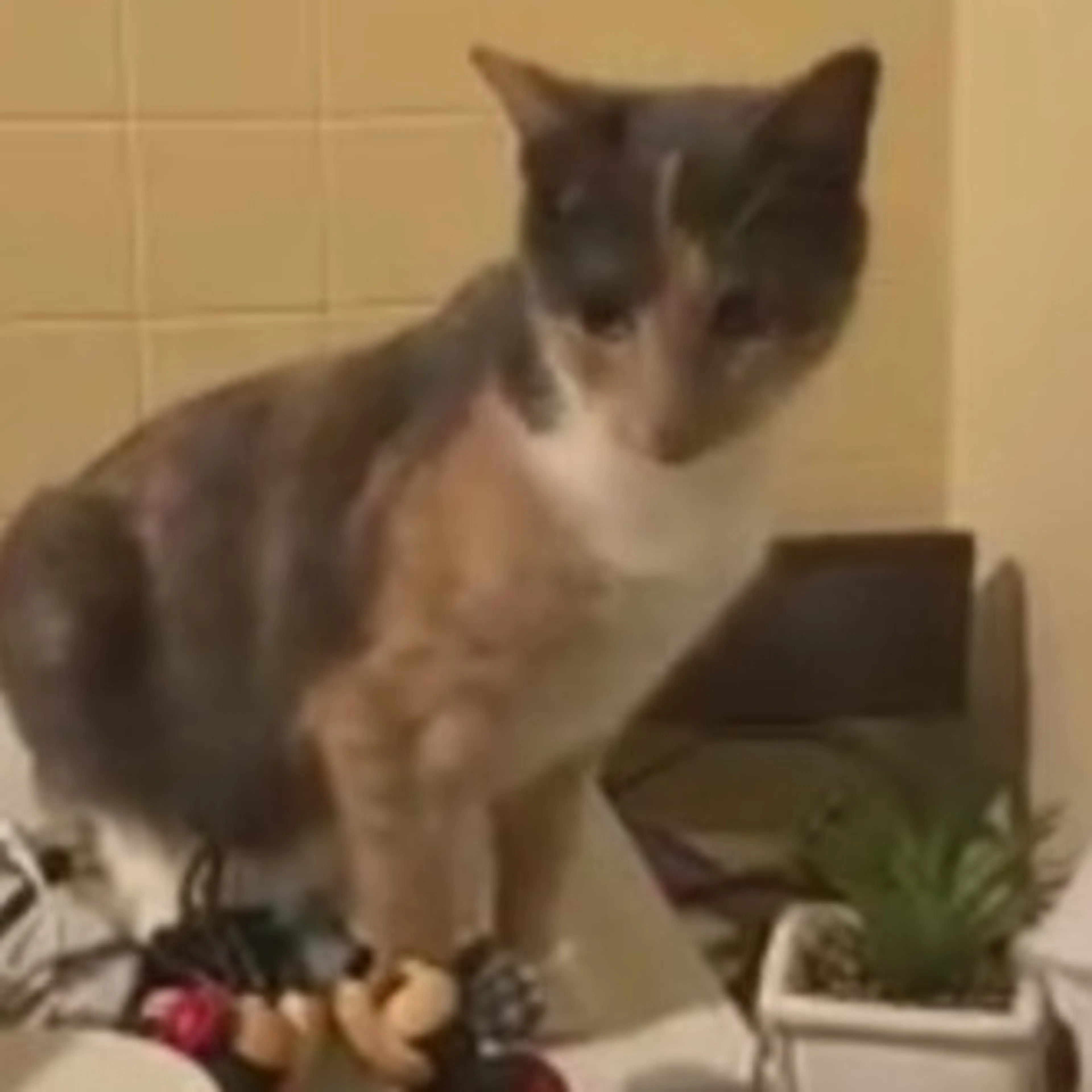 Lost pet