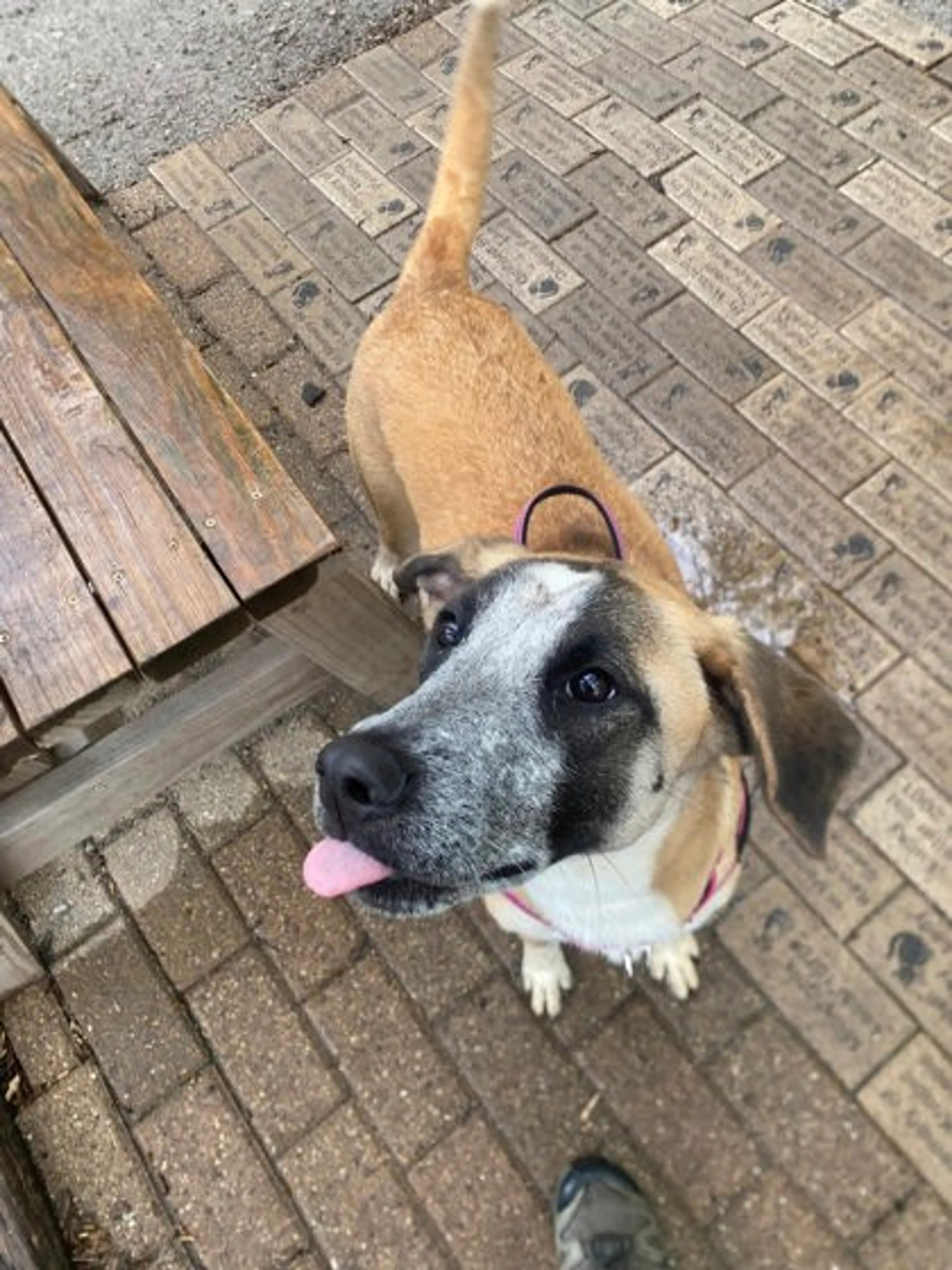 Found pet-2