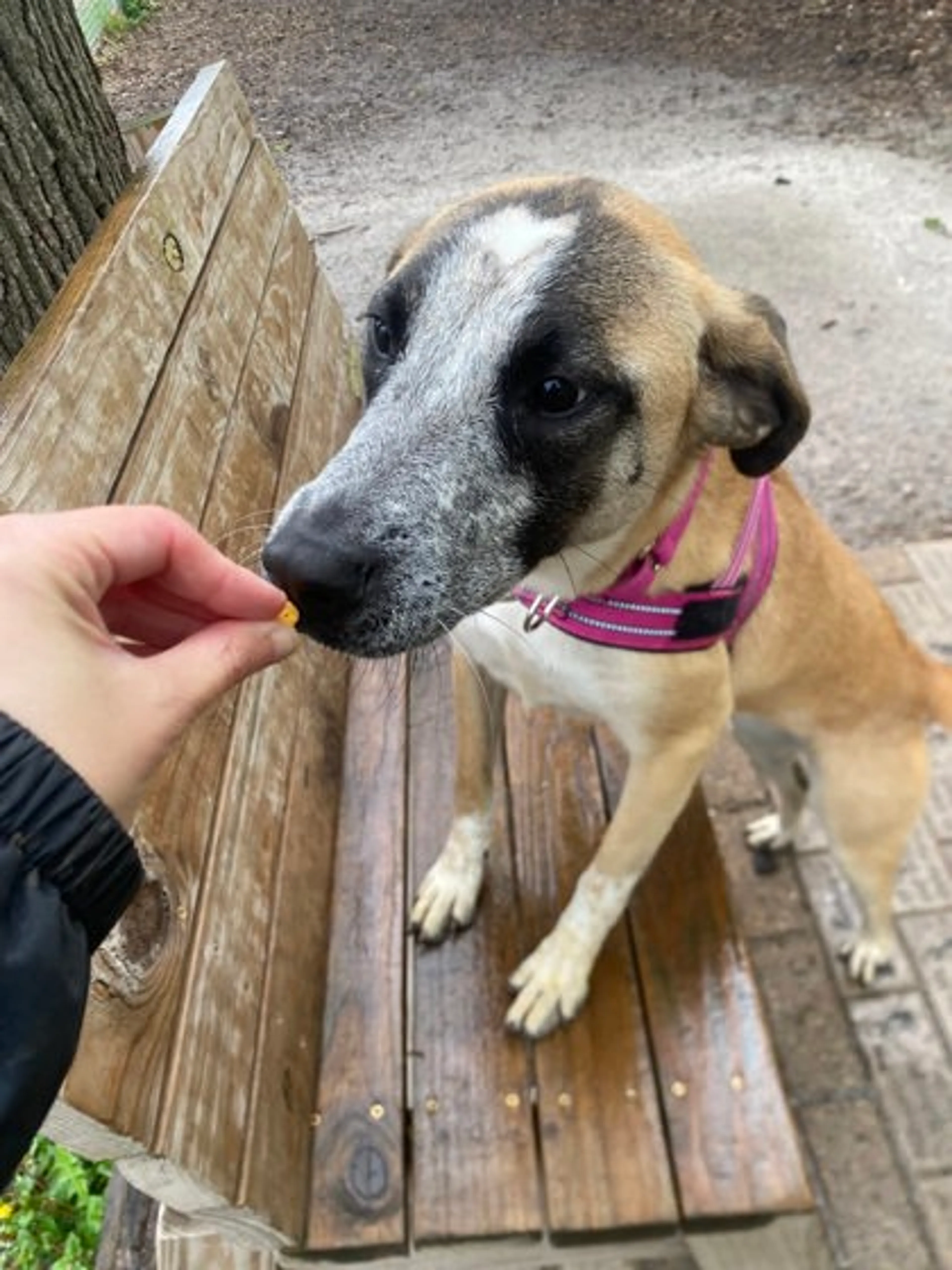 Found pet-1
