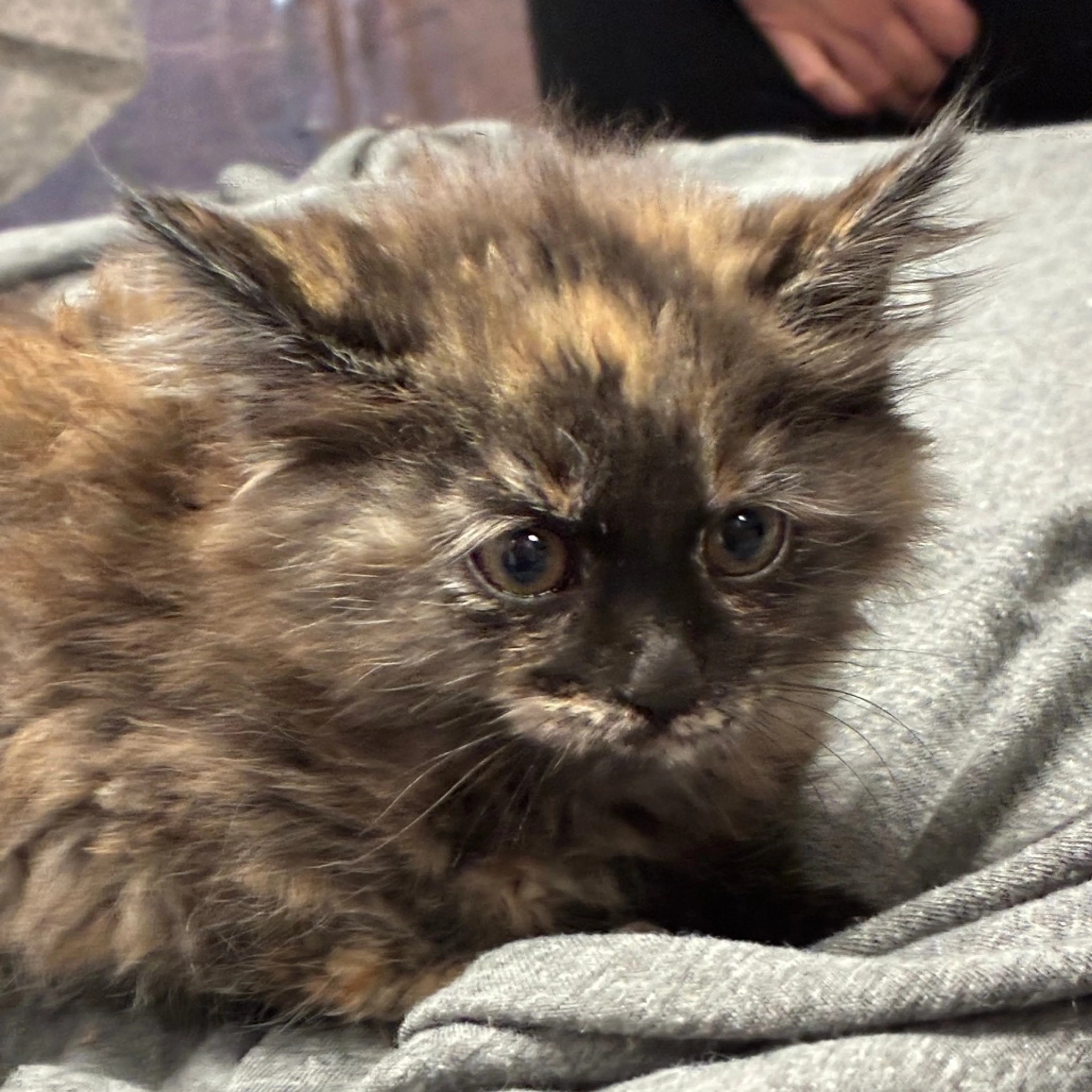 Found pet-2
