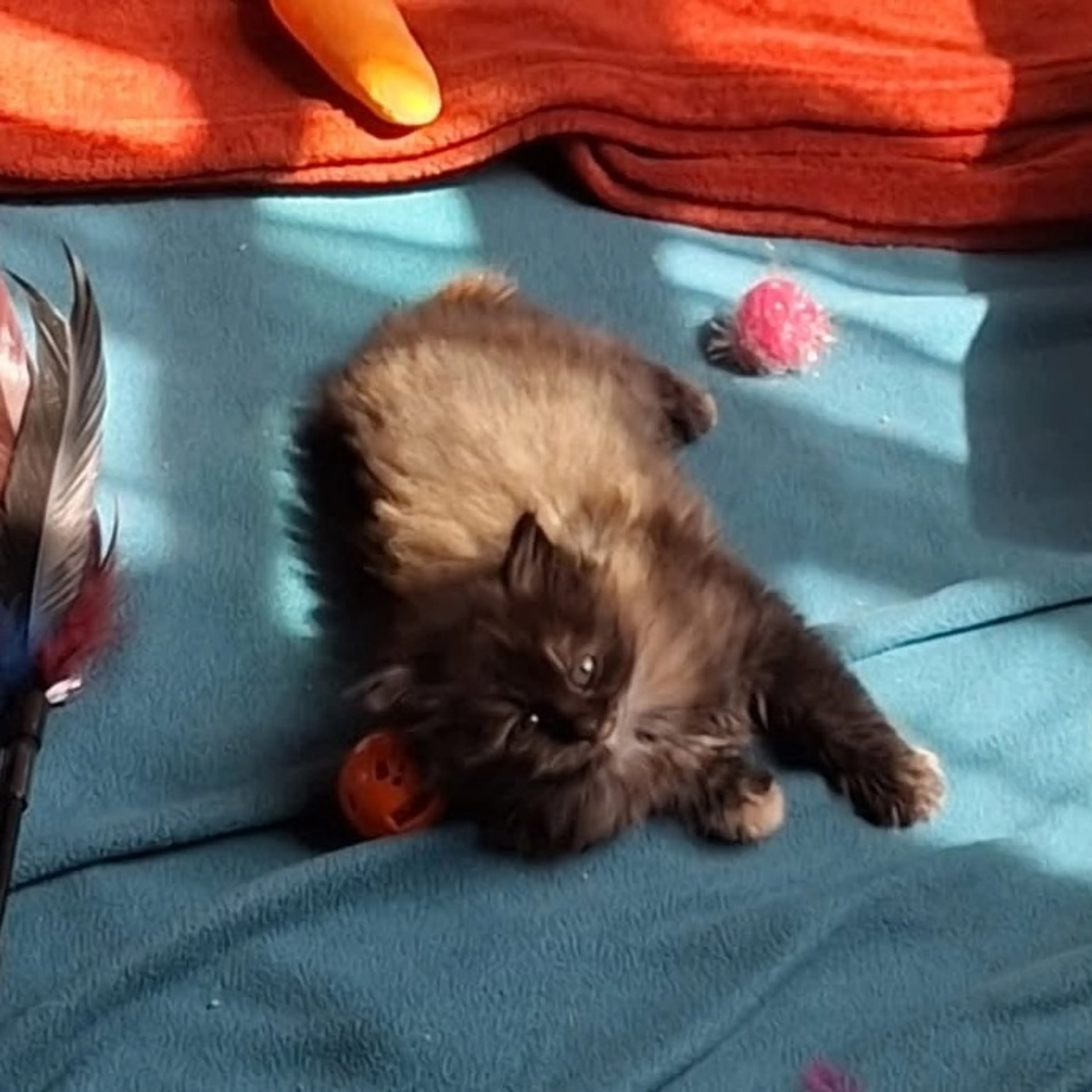 Found pet-1