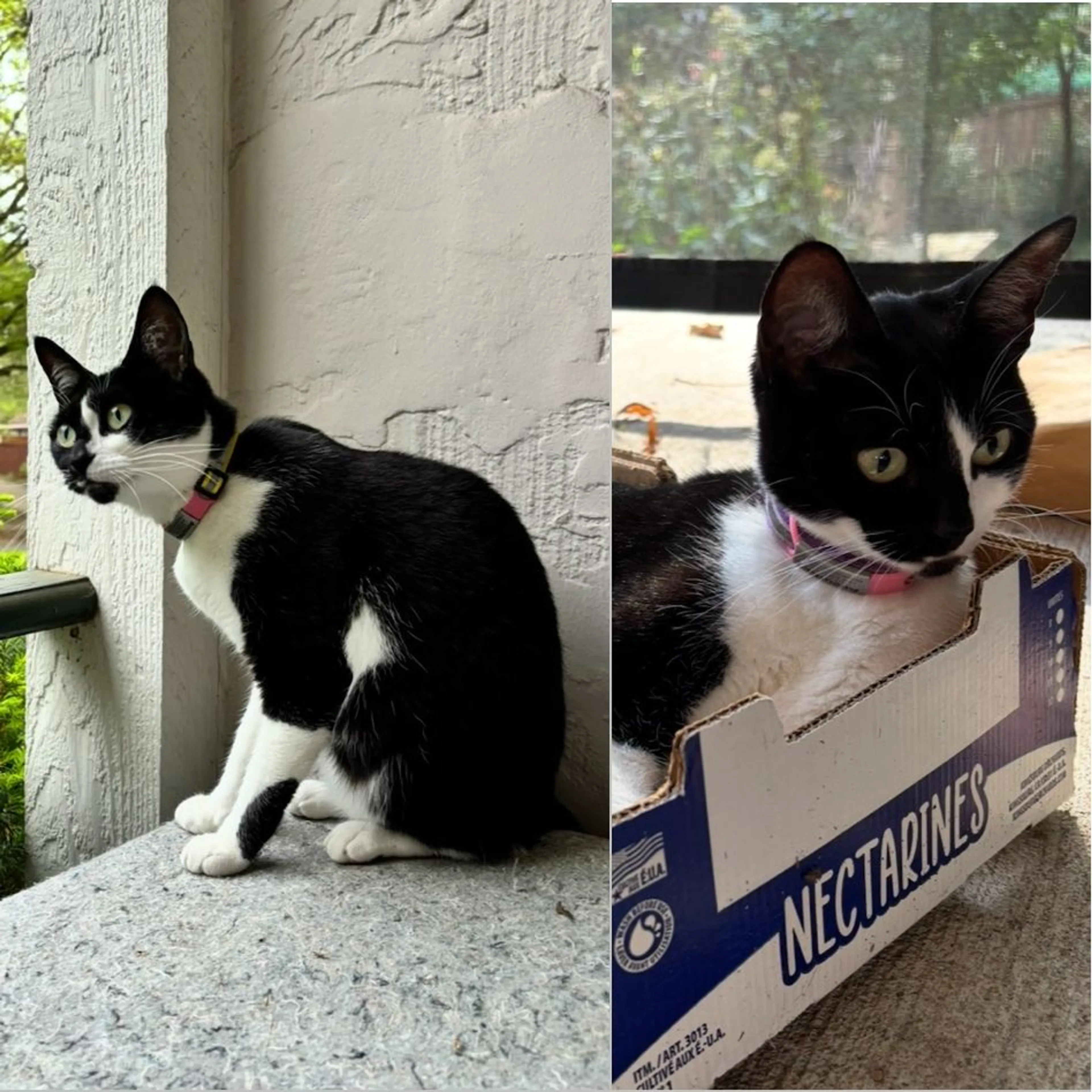 Lost pet