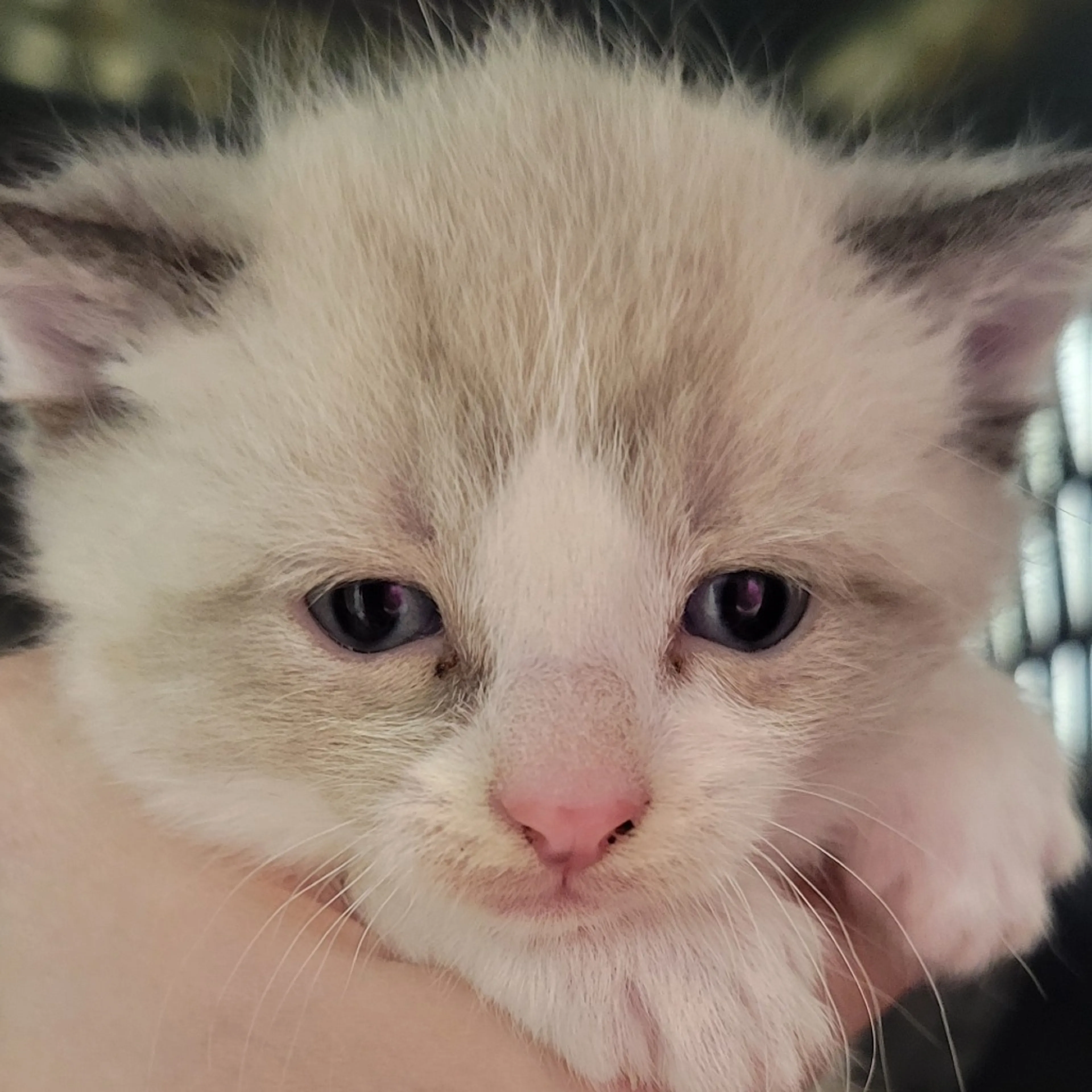 Found pet