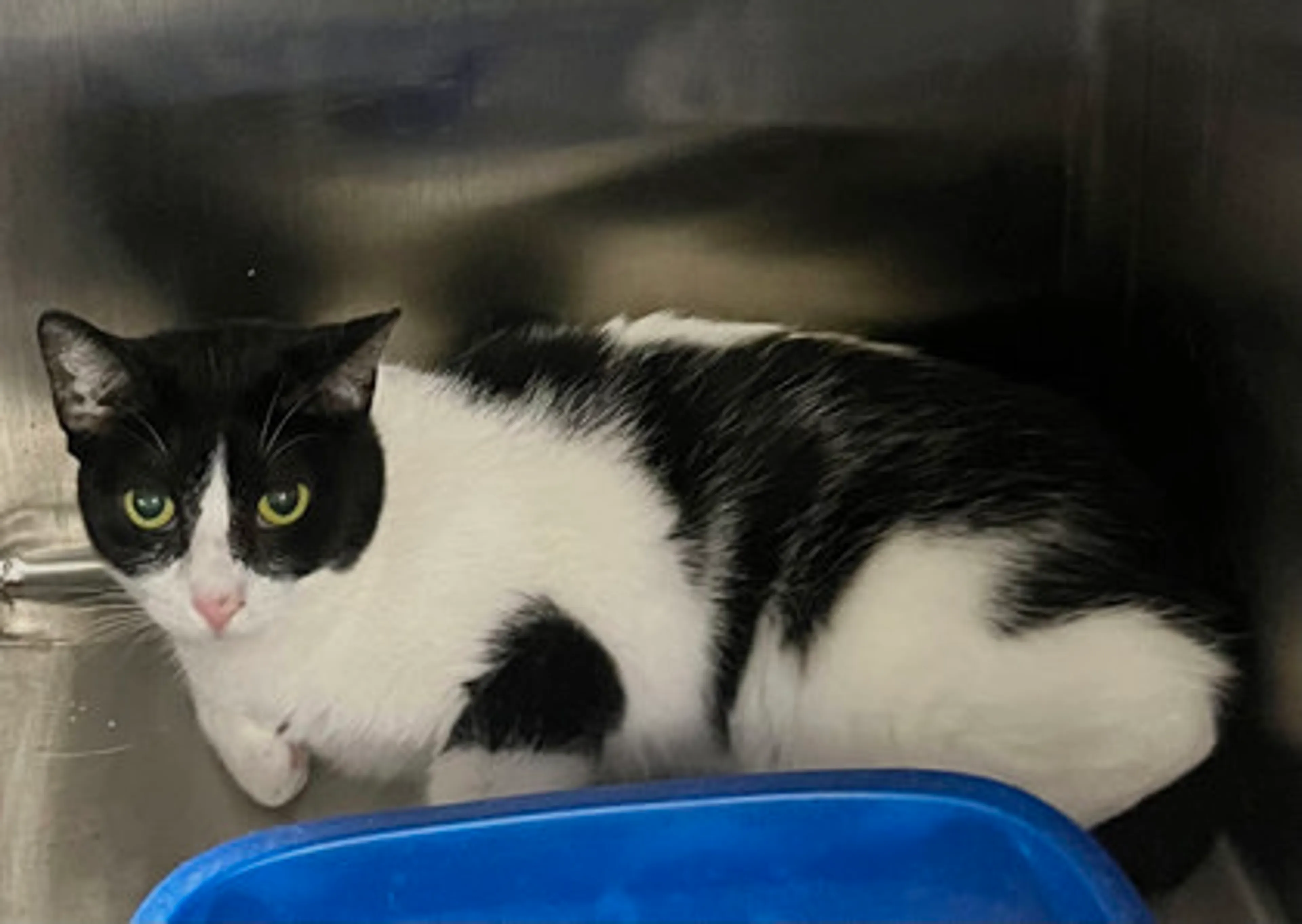 Found pet-1