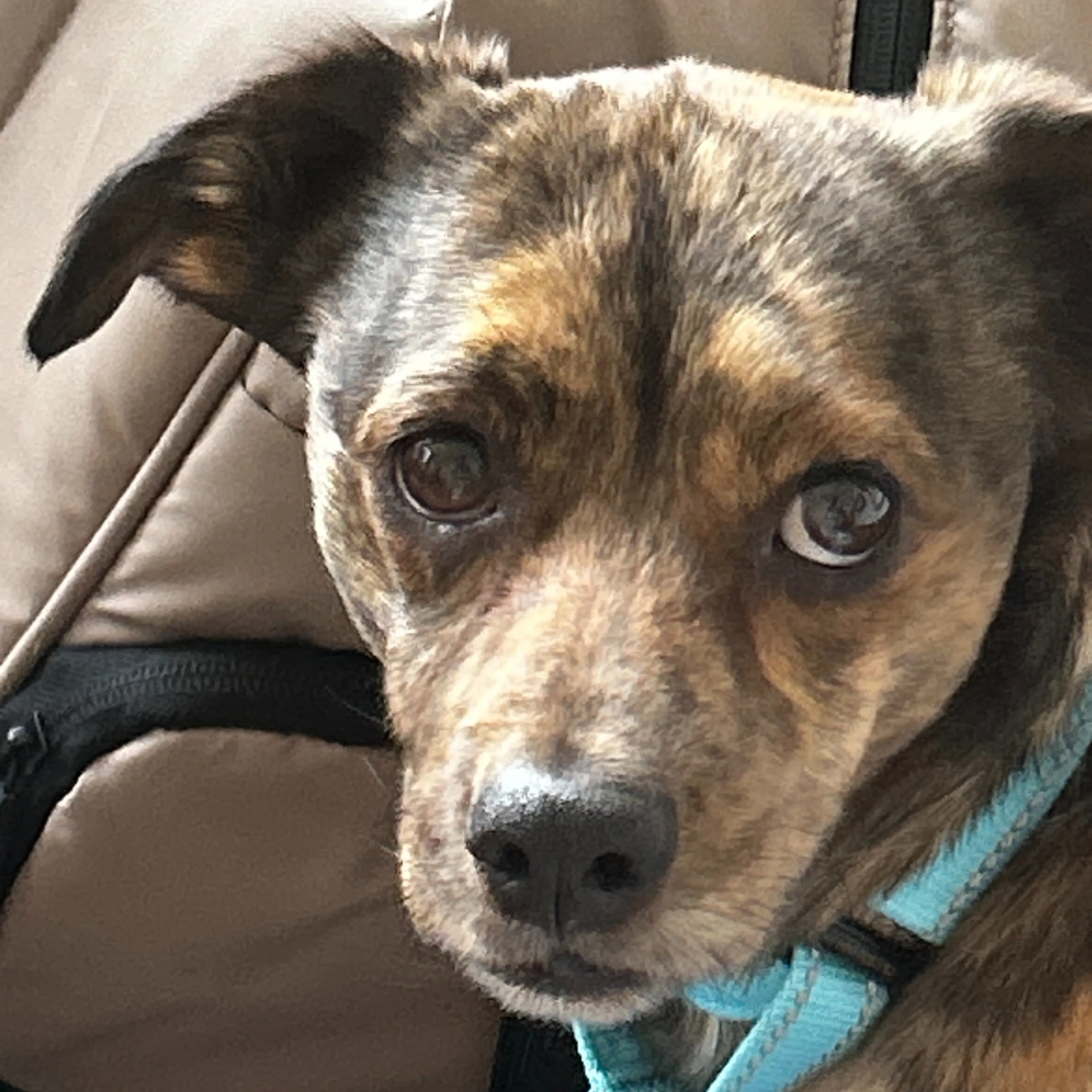Lost pet-2