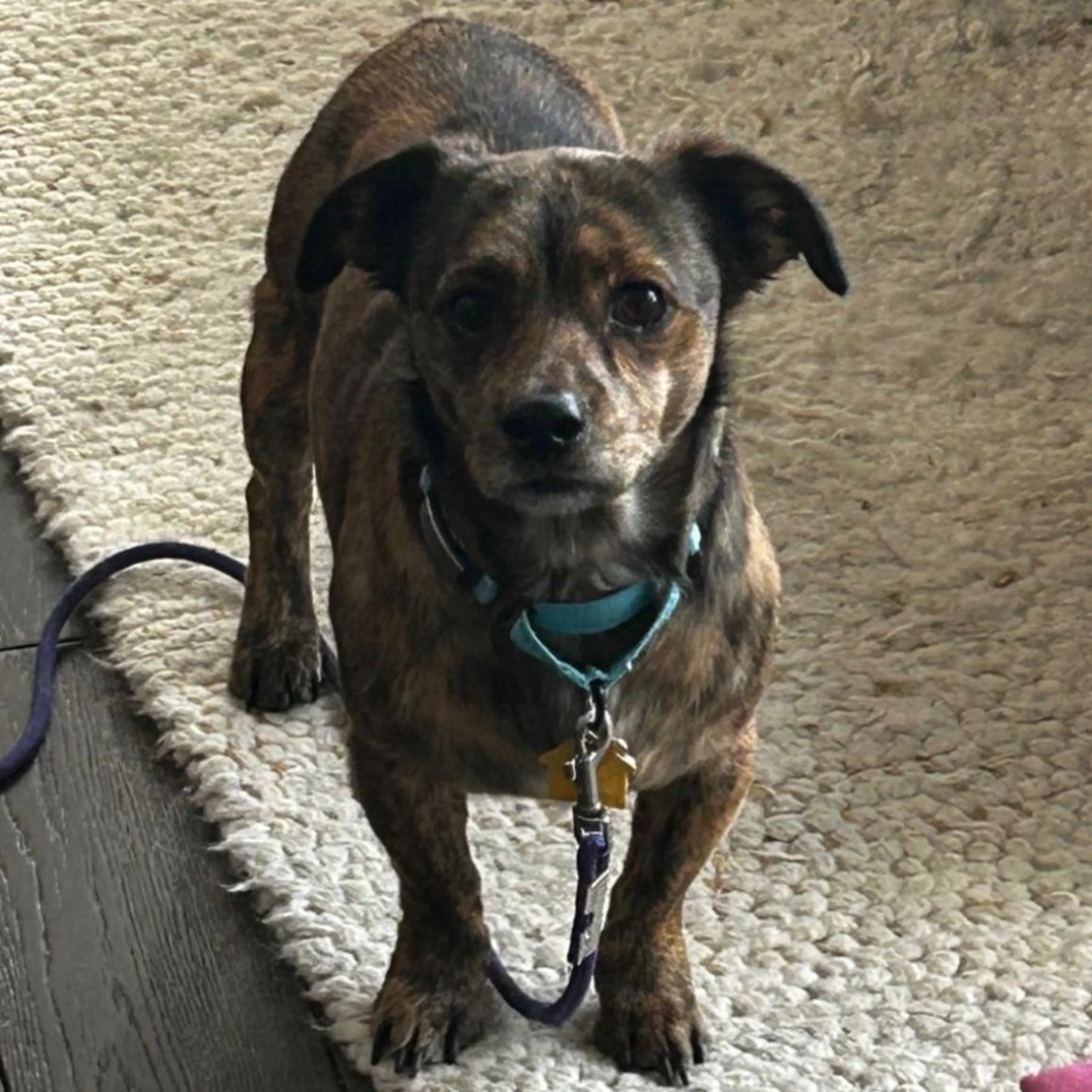 Lost pet-0
