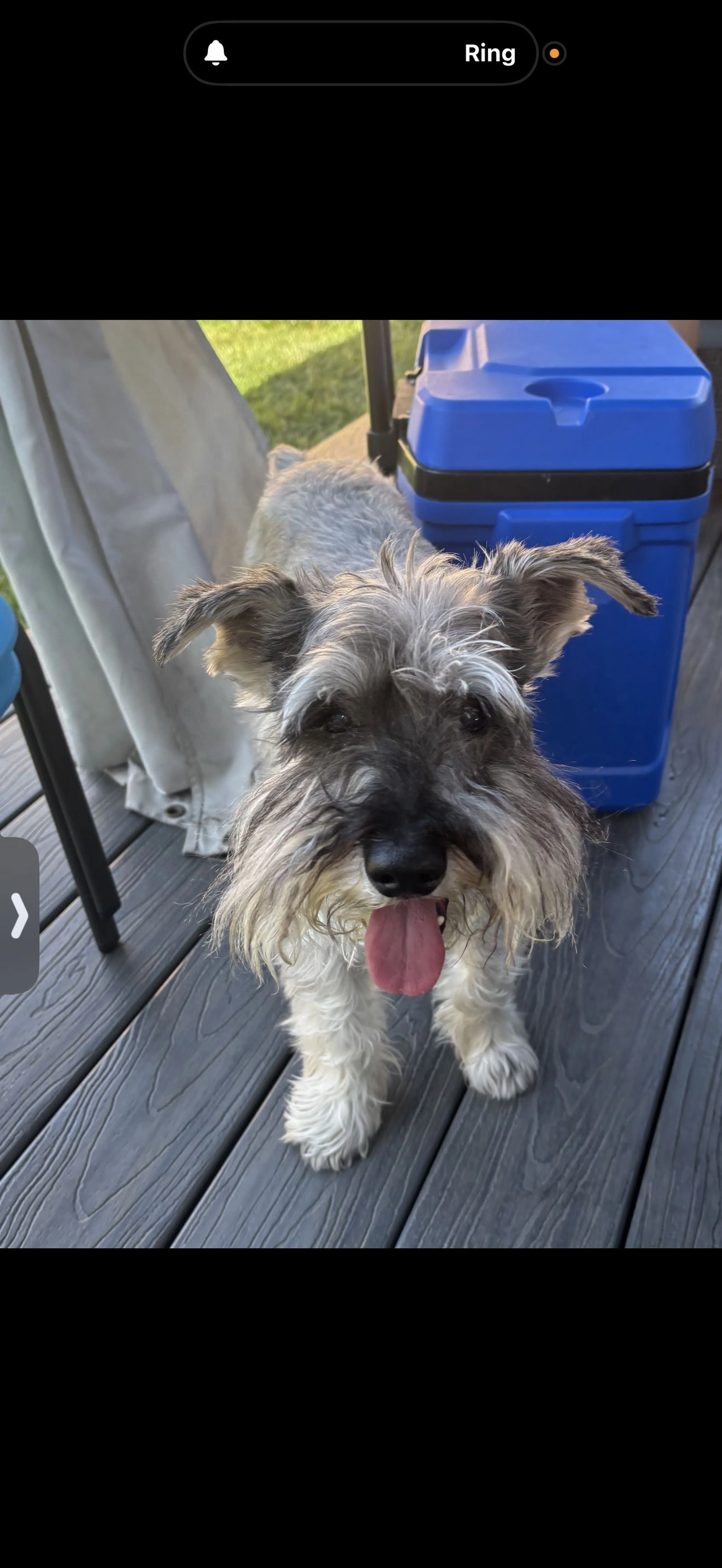 Lost pet