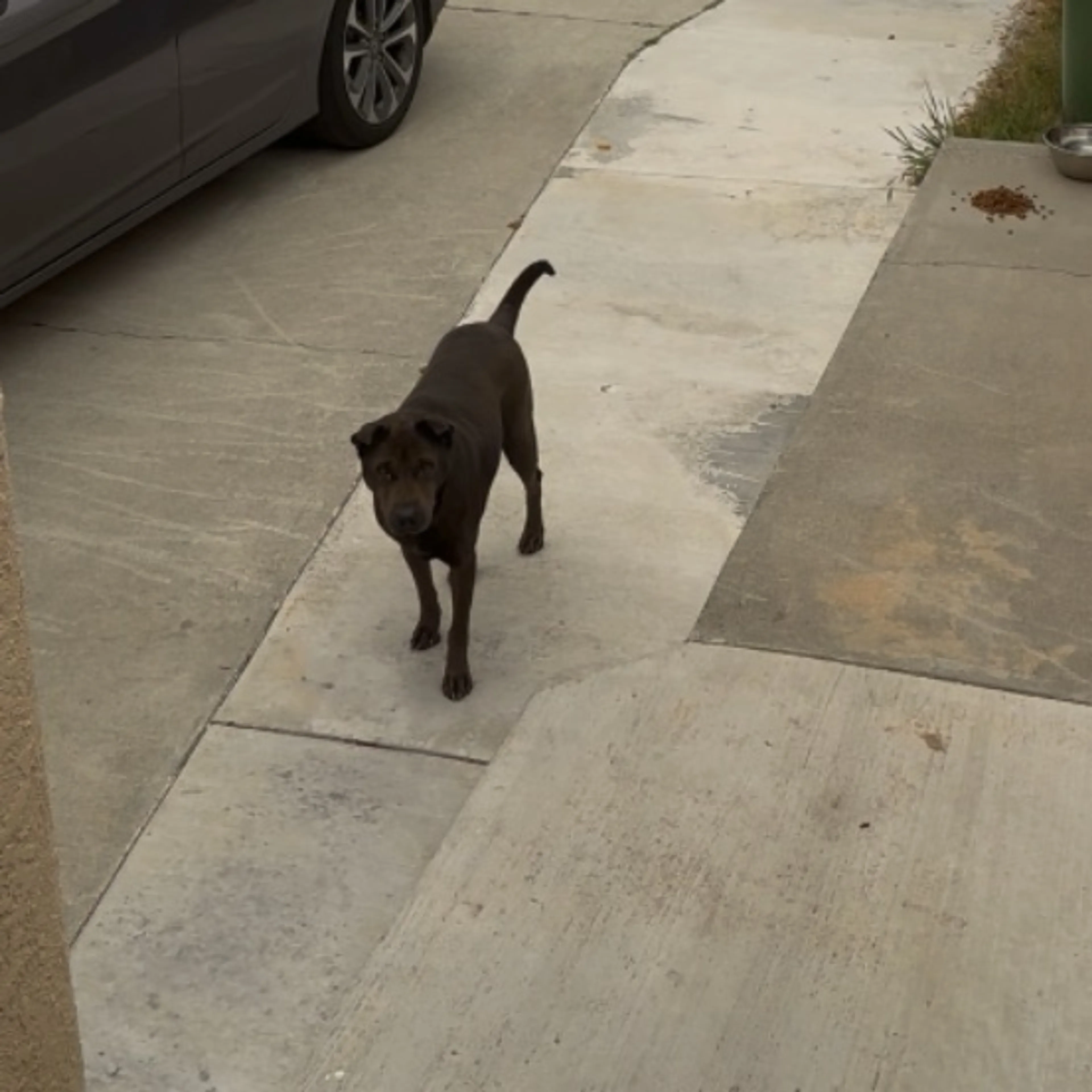 Found pet