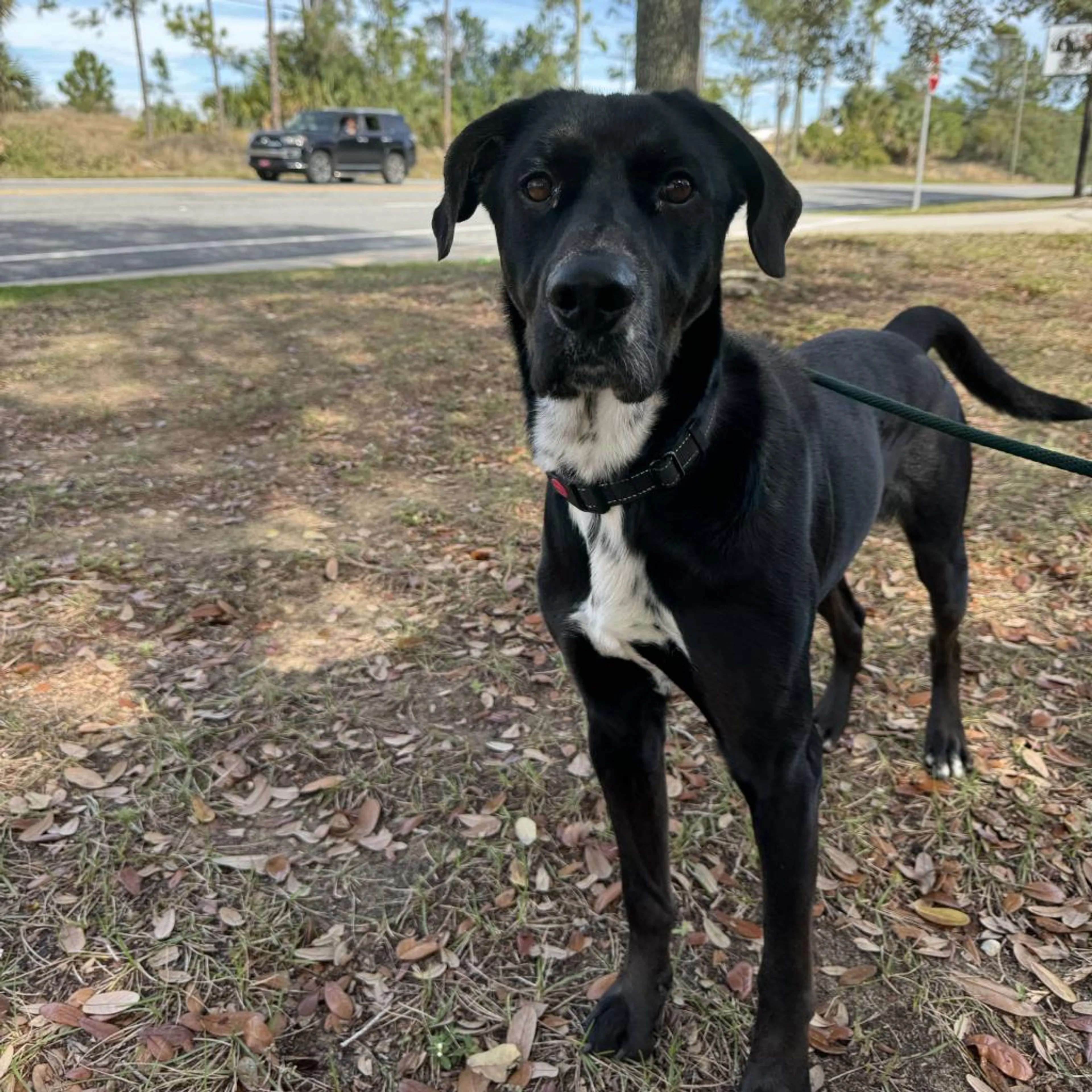 Found pet-8