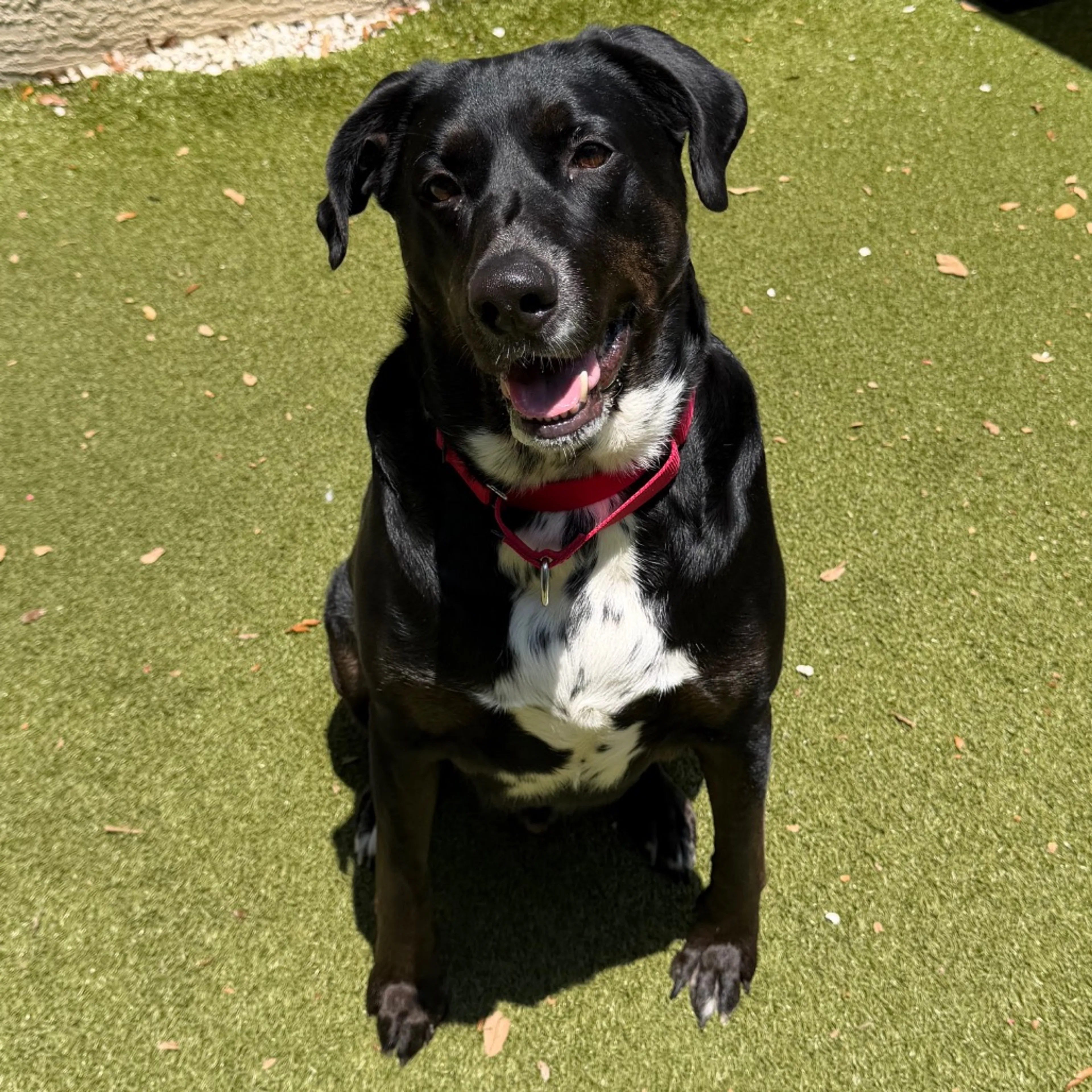 Found pet-11