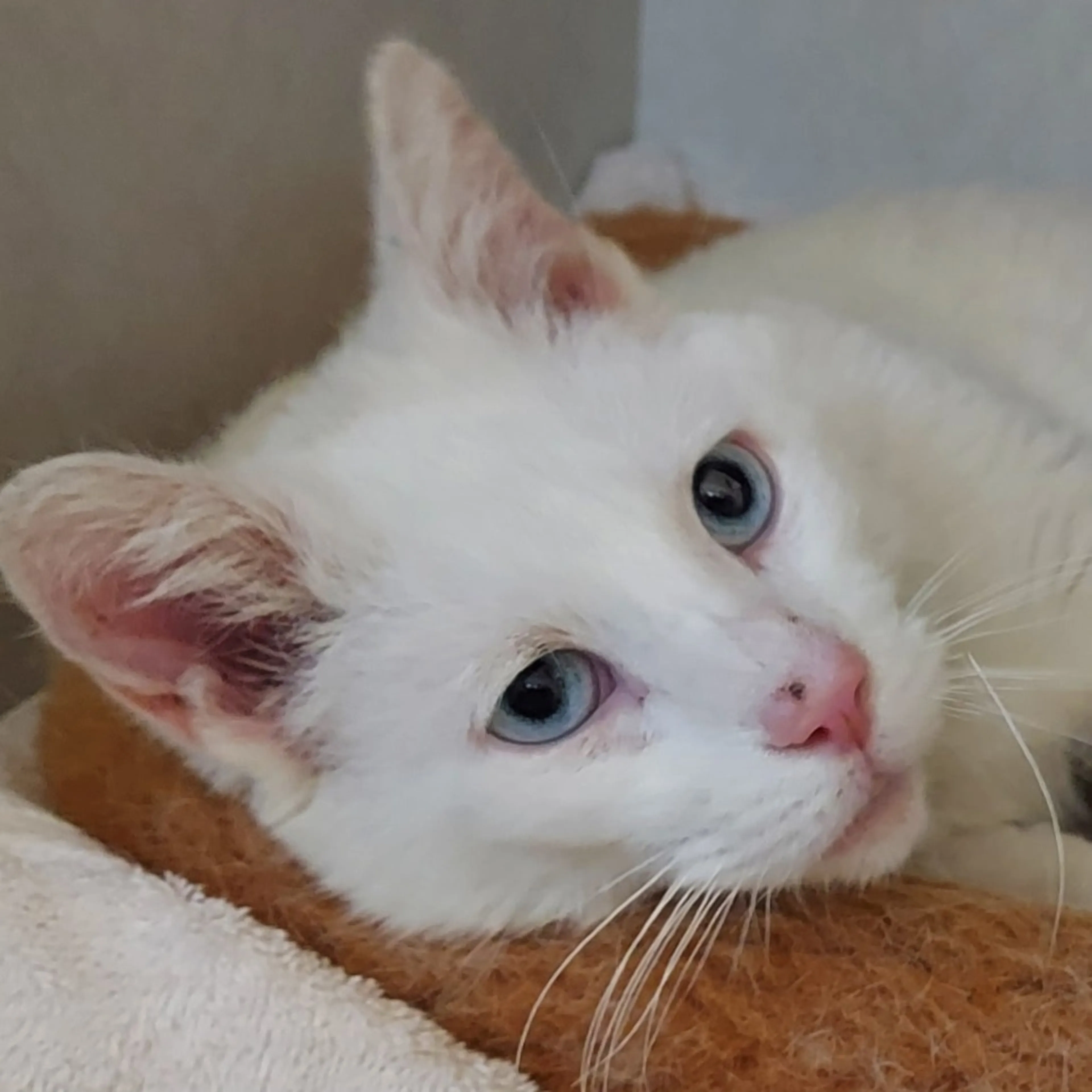 Found pet-9