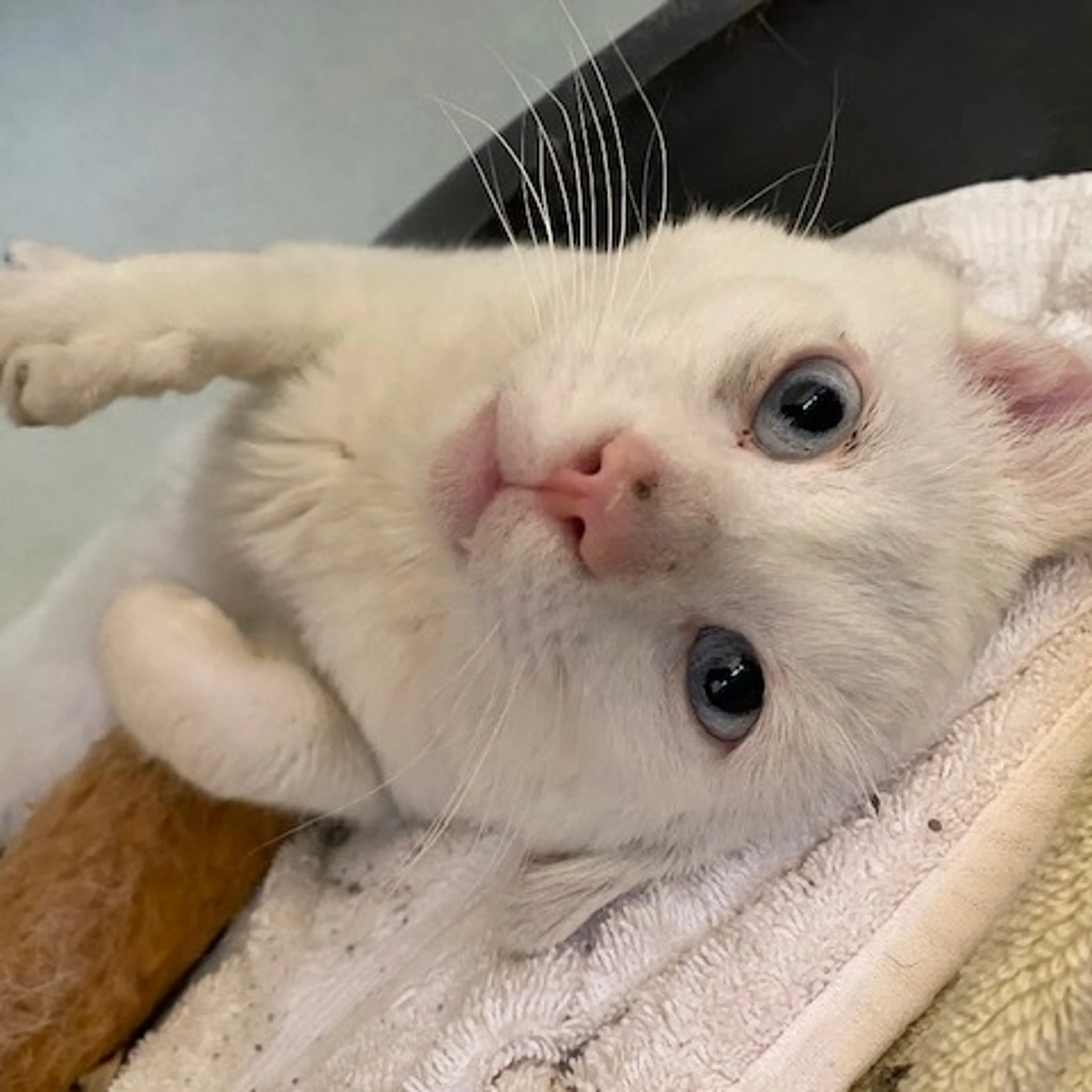 Found pet-5