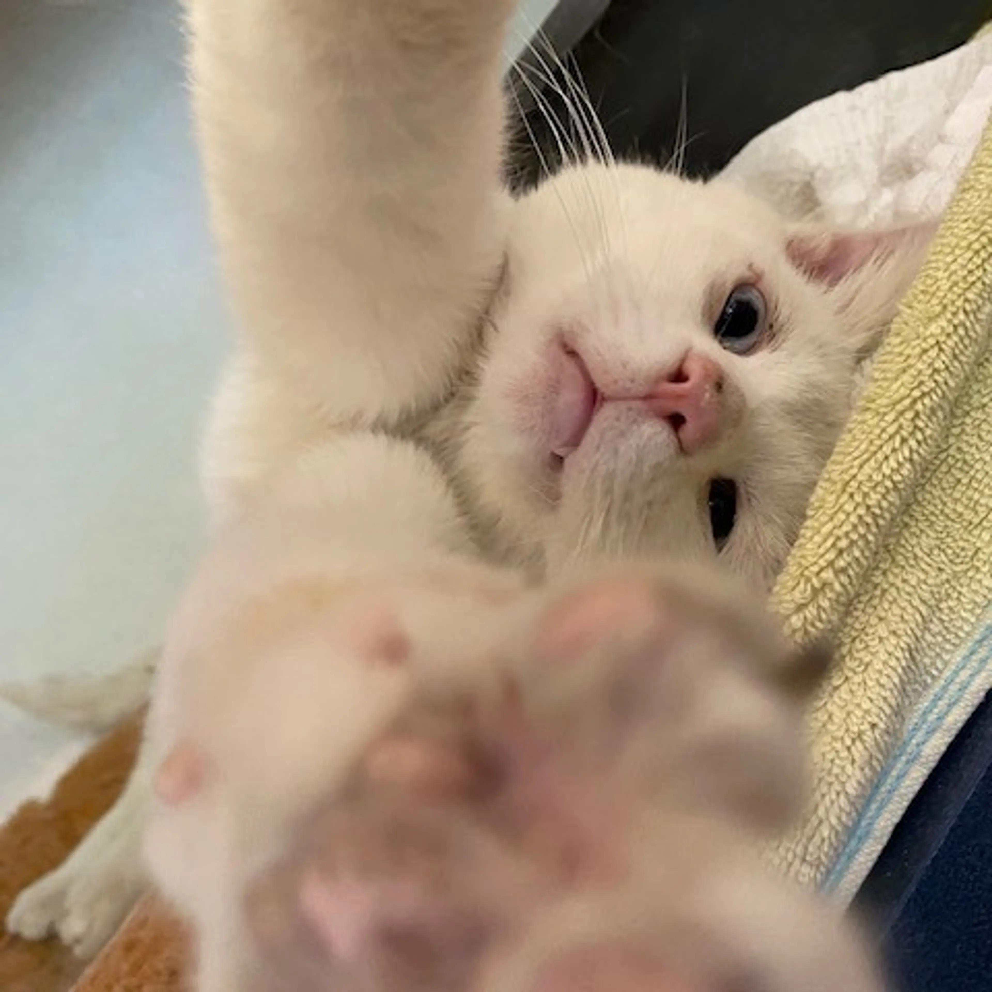 Found pet-3