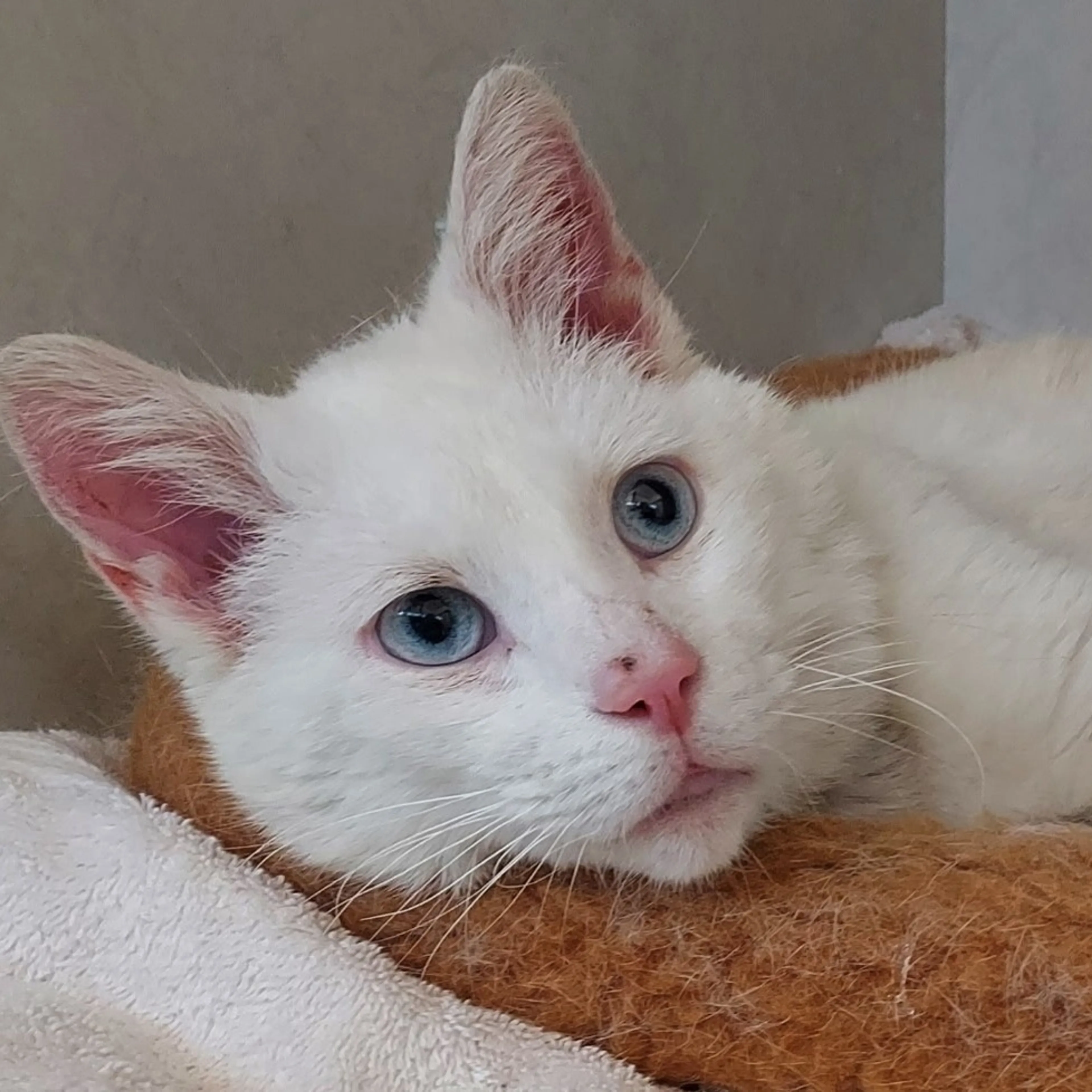 Found pet-8