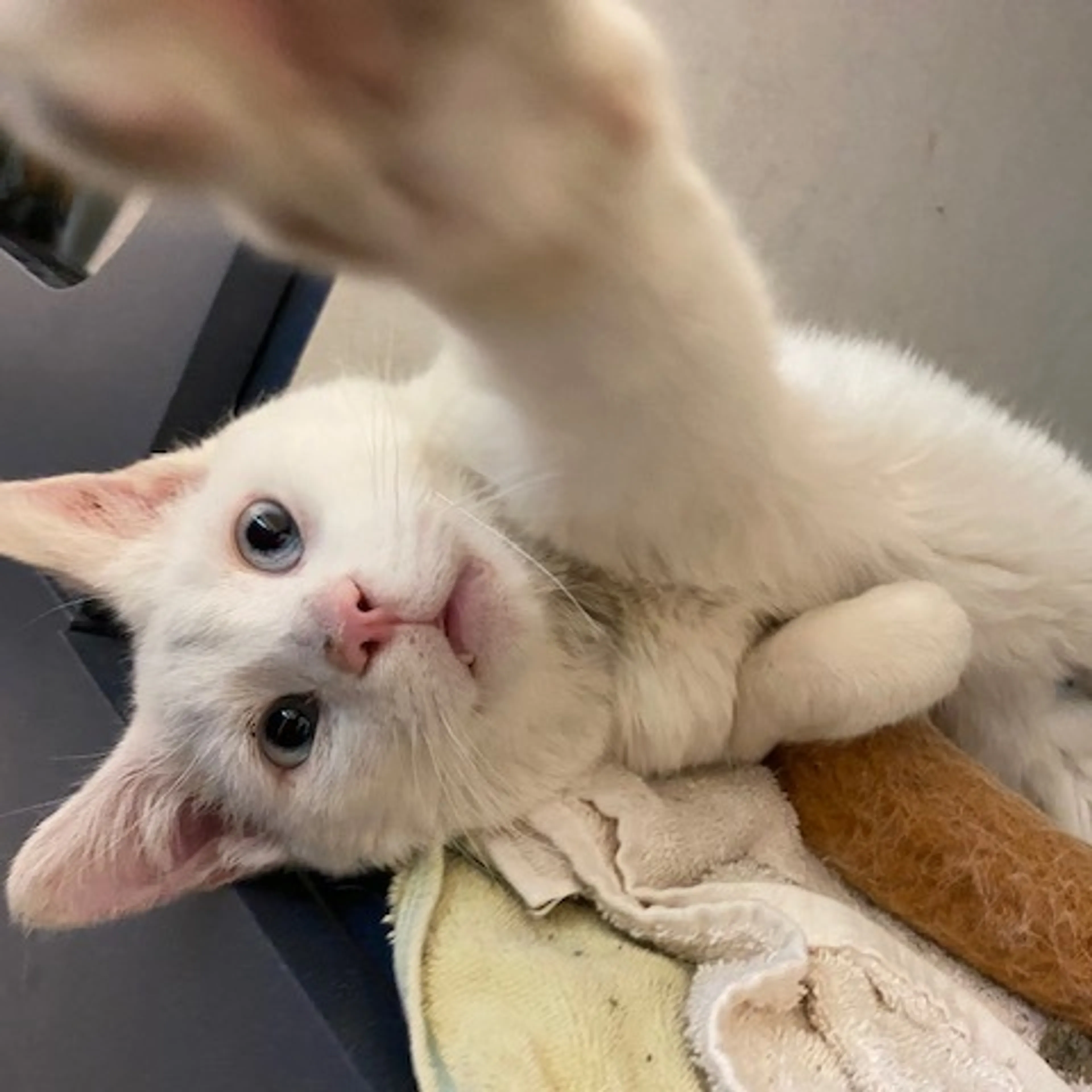 Found pet-6