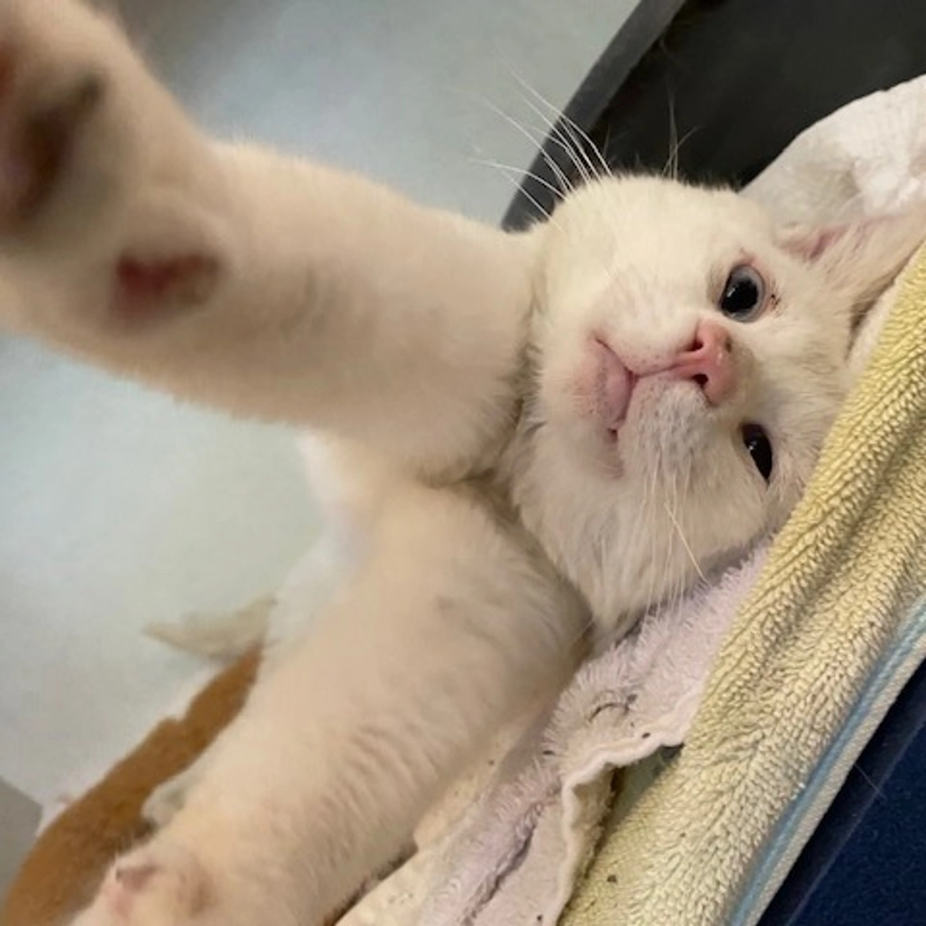 Found pet-2