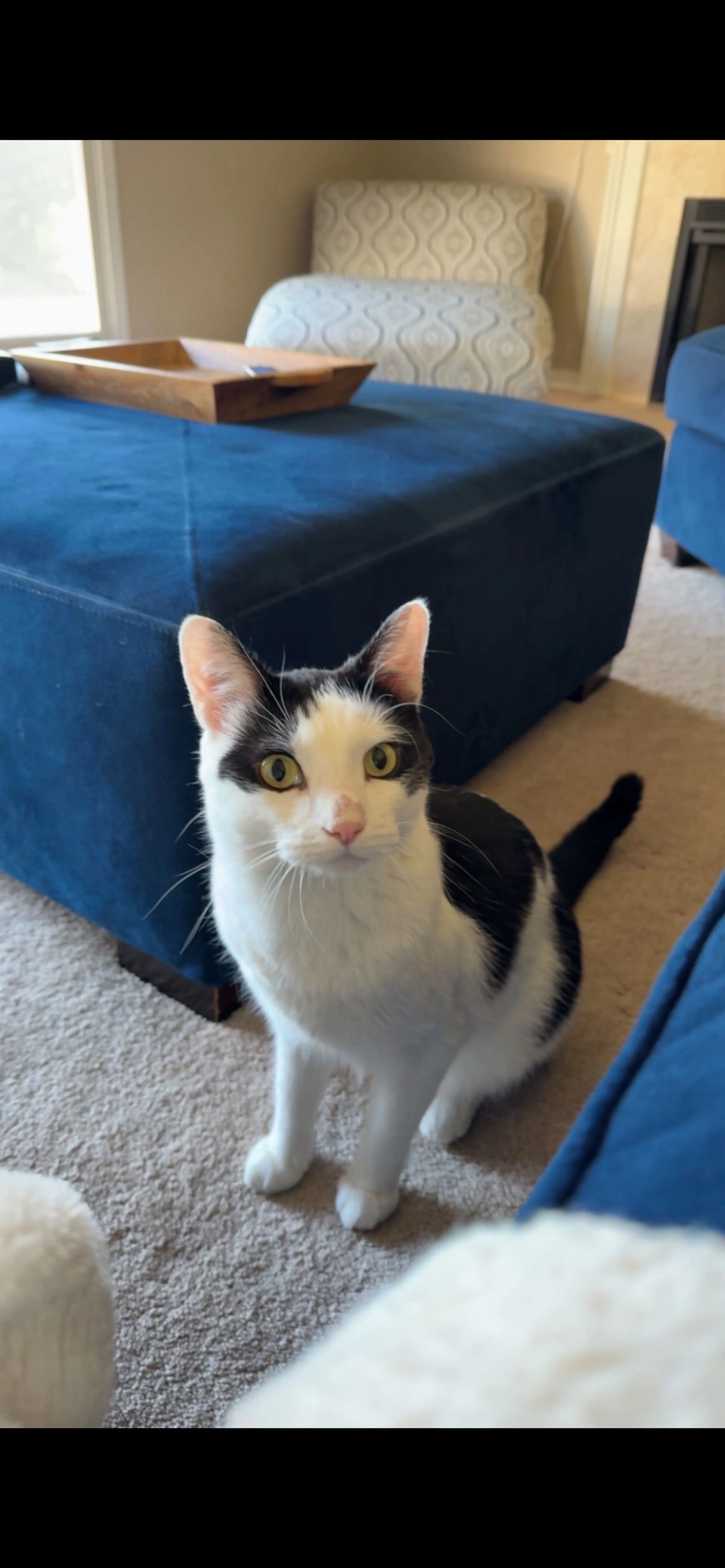 Lost pet-1