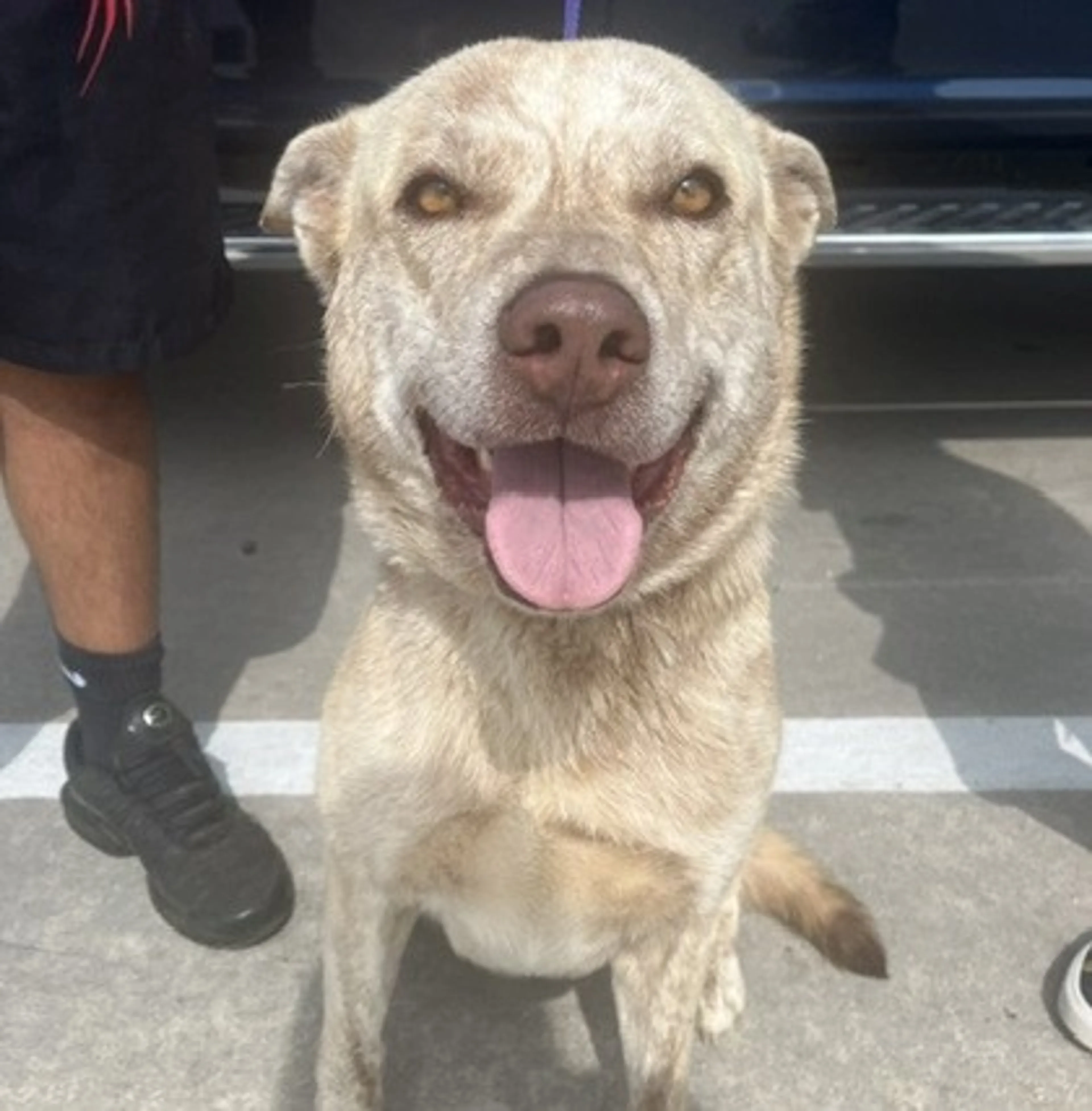 Found pet