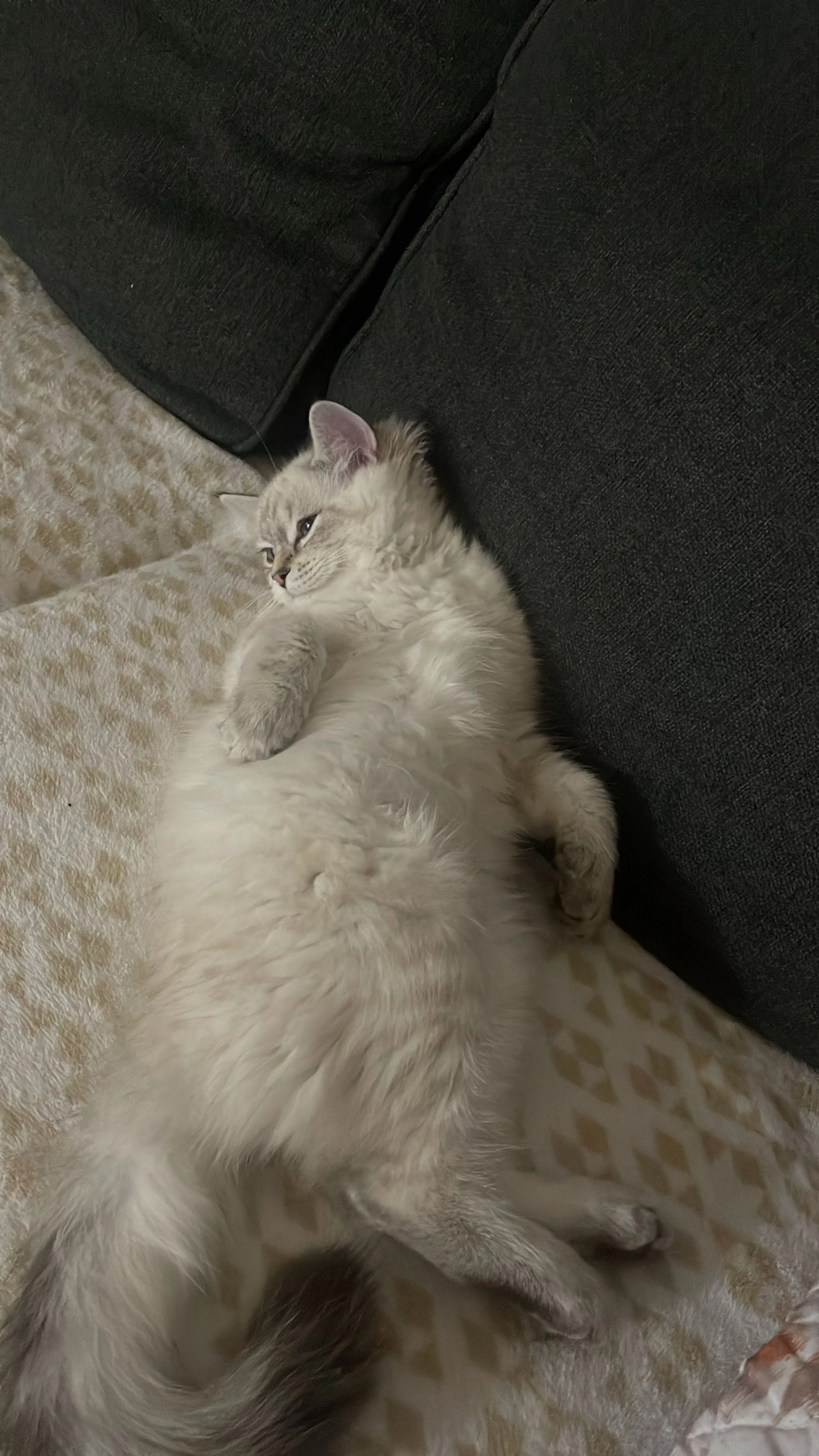 Lost pet-1