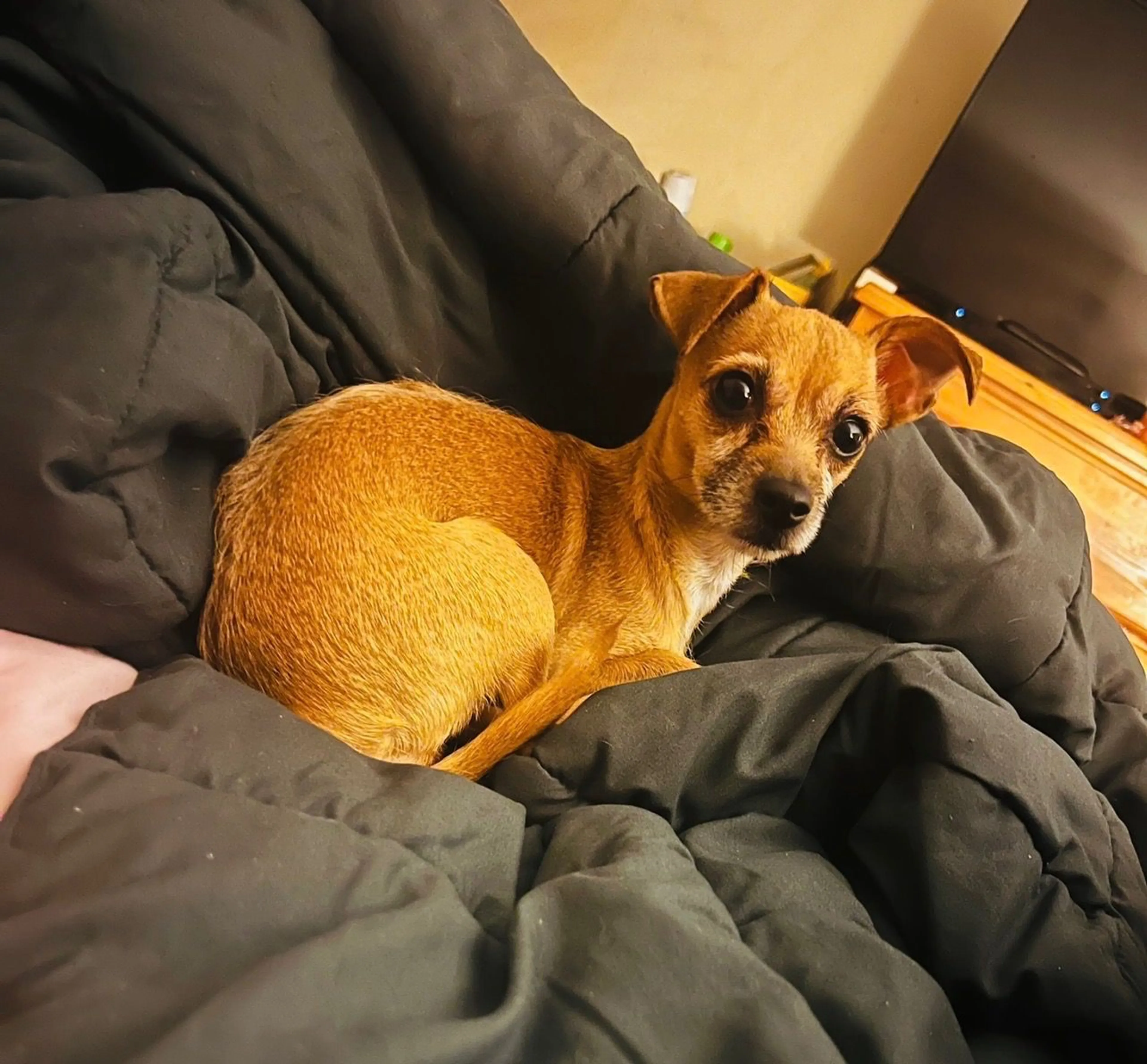 Lost pet-0