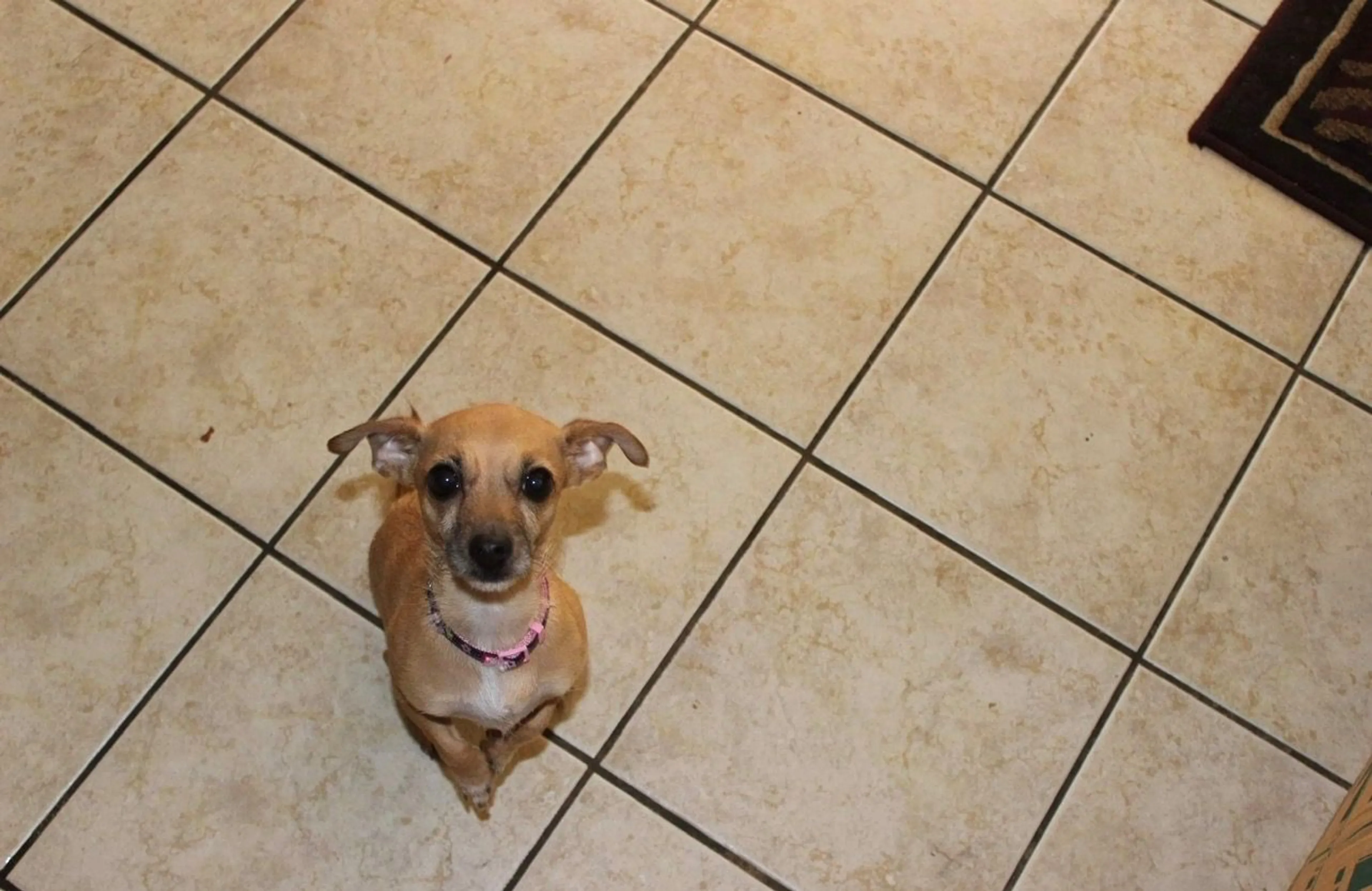 Lost pet-1